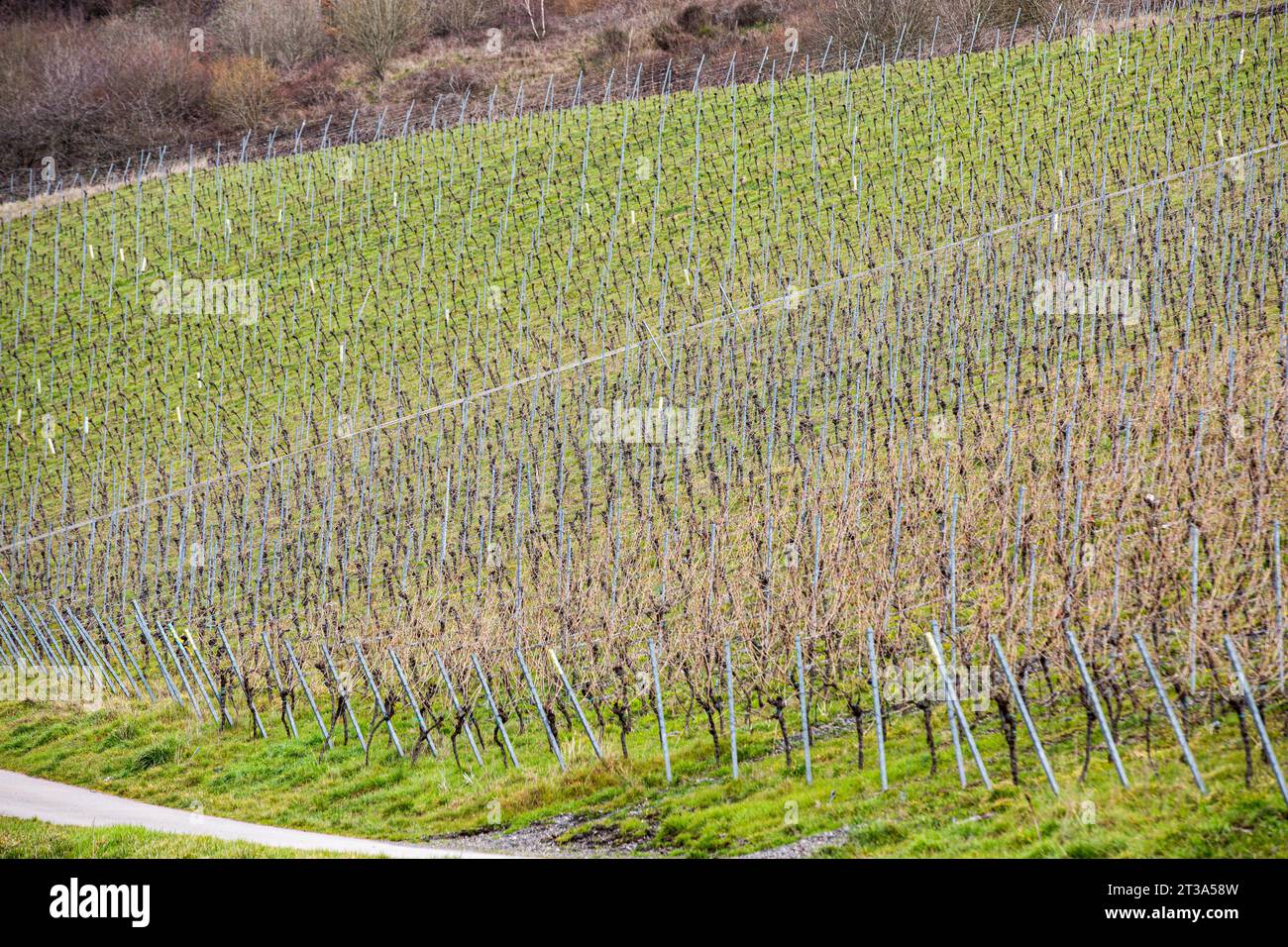 11. März 2023, Leiwen, Rheinland-Pfalz, Deutschland: An den steilen Hängen des Moseltals in Leiwen sind Weinberge zu sehen. Leiwen ist eine der bedeutendsten Weinbaugemeinden an der Mosel. Das Dorf produziert Wein aus der Rebsorte Riesling. Jedes Jahr gibt es ein Weinfest, das eine große Attraktion für Touristen ist. Die Mosel ist eine Tribut des Rheins am Westufer, die über 545 km durch den Nordosten Frankreichs und Westdeutschland fließt. Der Fluss mündet in Deutschland und fließt an Trier vorbei bis zum Zusammenfluss mit dem Rhein bei Koblenz. (Kreditbild: © Karo Stockfoto