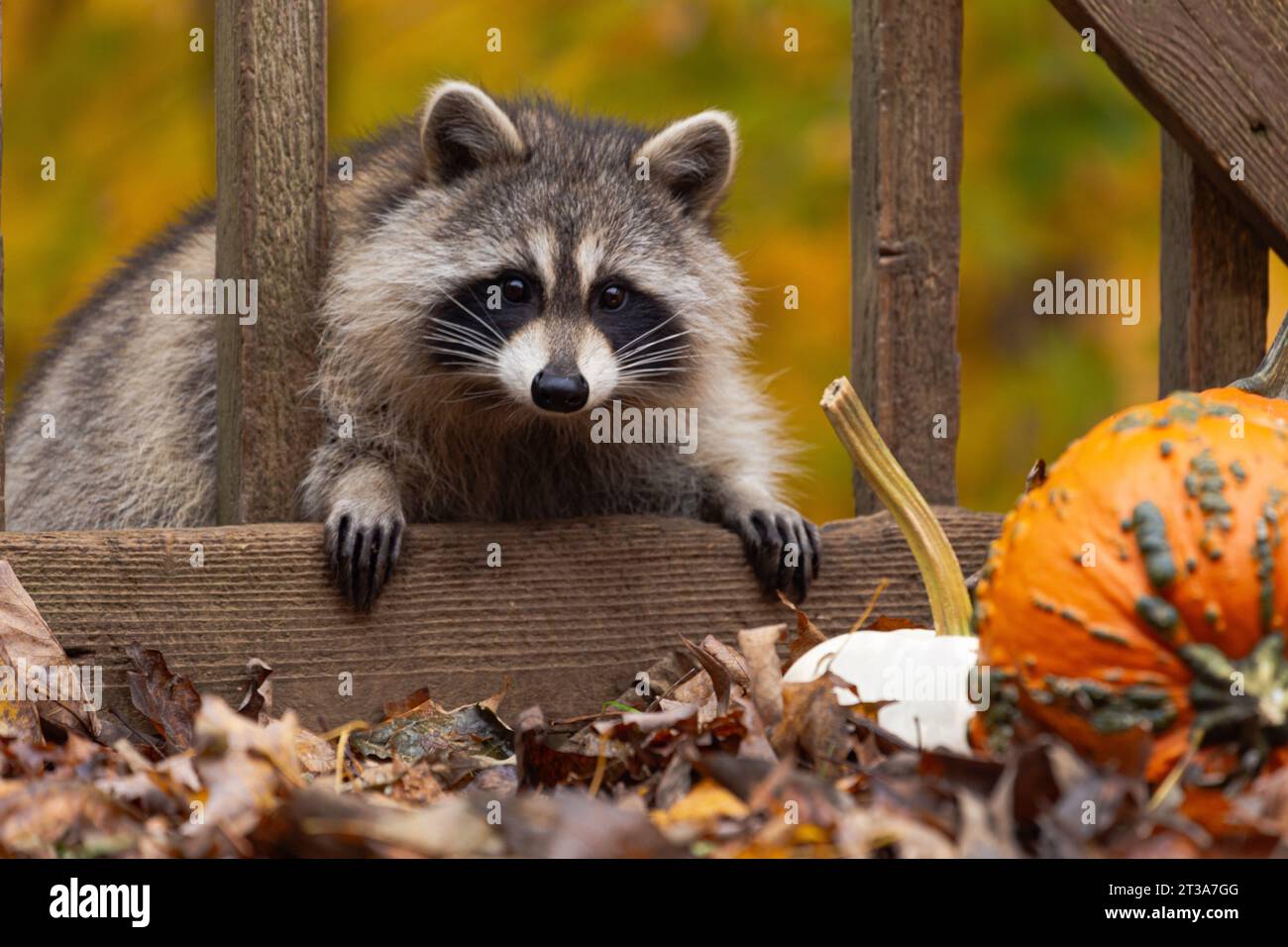 Ein Waschbär, der durch hölzerne Deckgeländer auf Kameraobjektiv blickt, mit Kürbissen und gefallenen Blättern im Vordergrund und verschwommenem Herbstlaub dahinter. Stockfoto