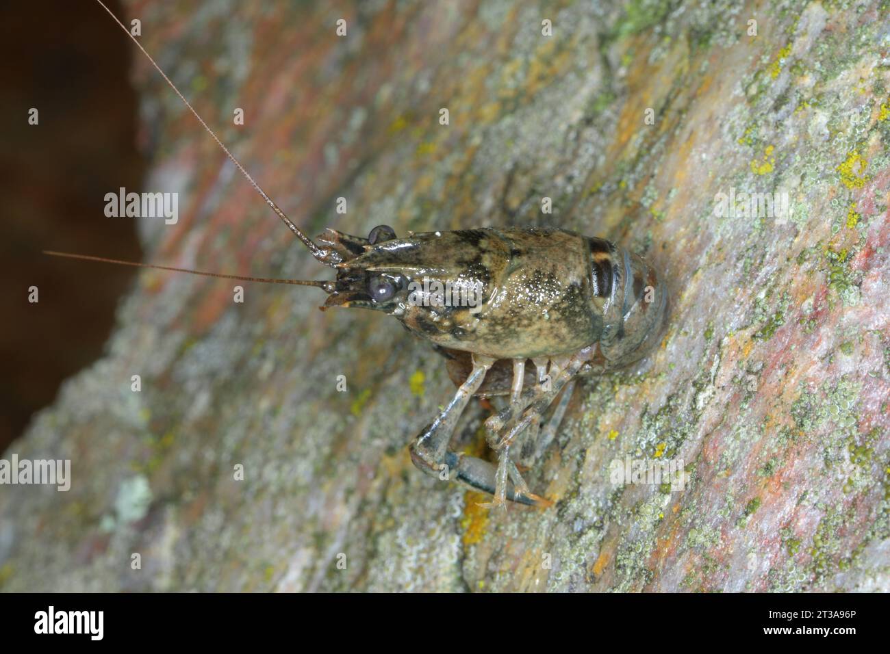 Flusskrebse (lateinisch Faxonius limosus), in Amerika beheimatet, invasive und gebietsfremde Arten in Europa. Stockfoto