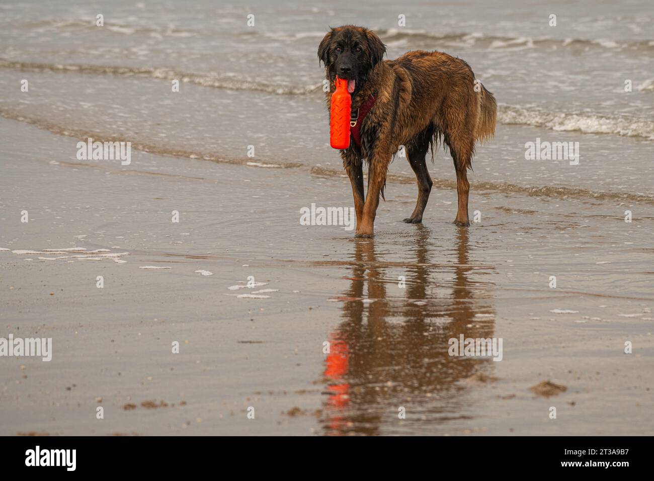 Phoebe, Leonberger Stockfoto