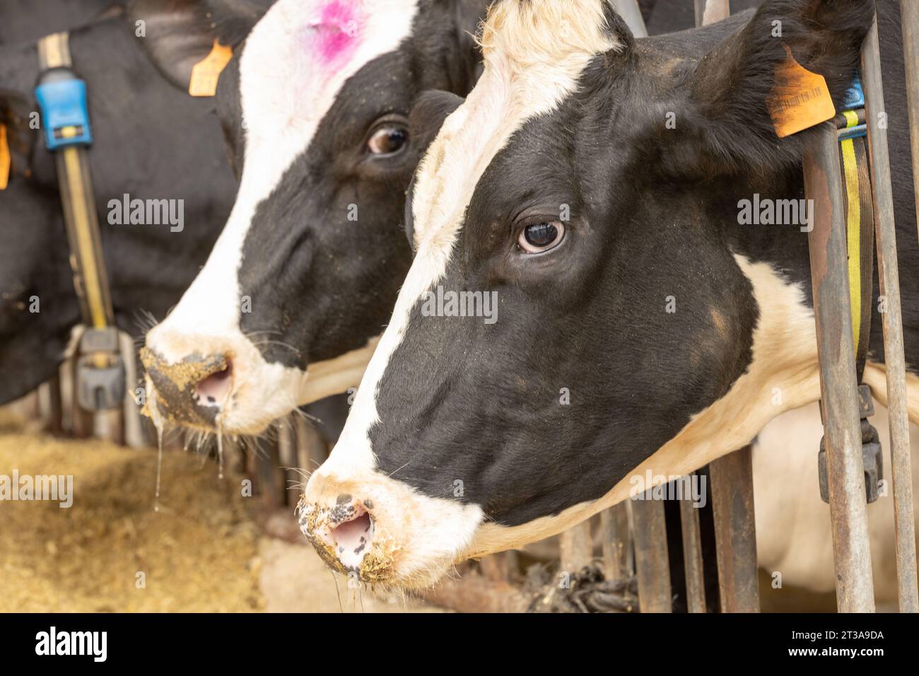 Seitenprofilbild einer holsteinischen Milchkuh an der Futterliege Stockfoto