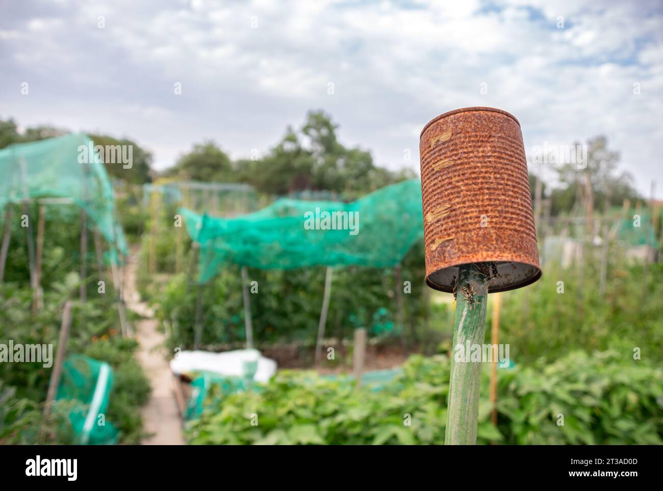 Rostige Metalldose mit Wespennest im Garten zeigt ökologische Konzeptwirkung Stockfoto