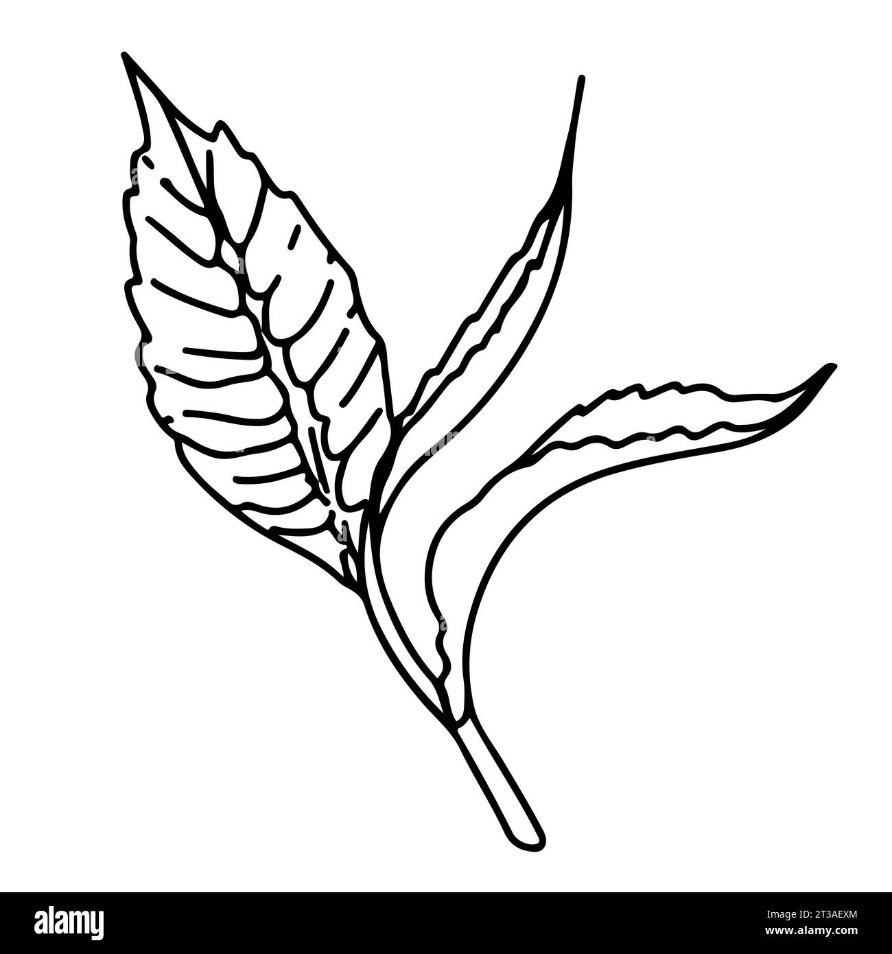 Ein junger Schuss eines Teebausches. Bio-Getränk. Vektorelement im Grafikstil. Teeblatt für Verpackungsdesign, Logo. Stock Vektor