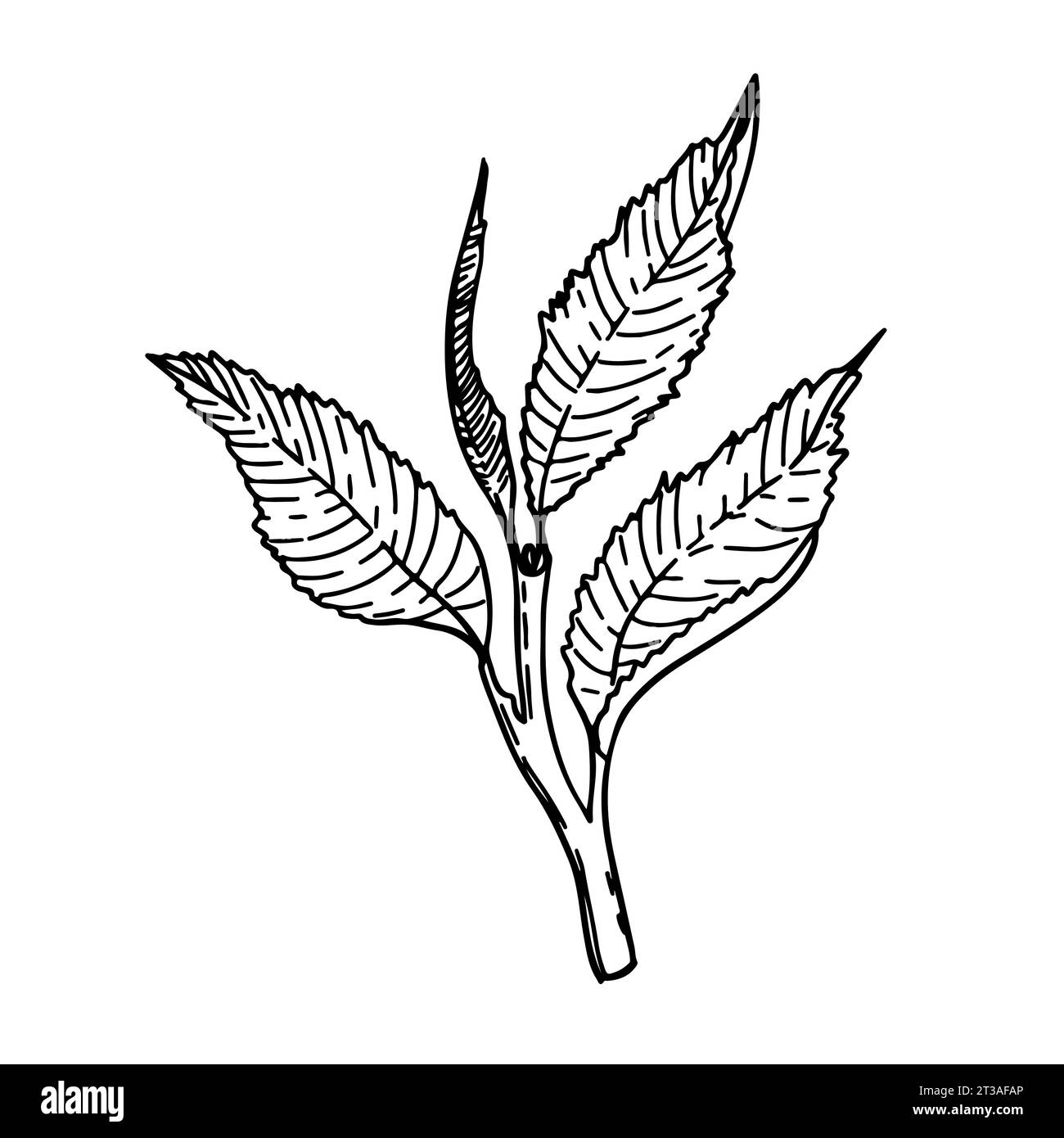 Ein junger Schuss eines Teebausches. Bio-Getränk. Vektorelement im Grafikstil. Teeblatt für Verpackungsdesign, Logo. Stock Vektor