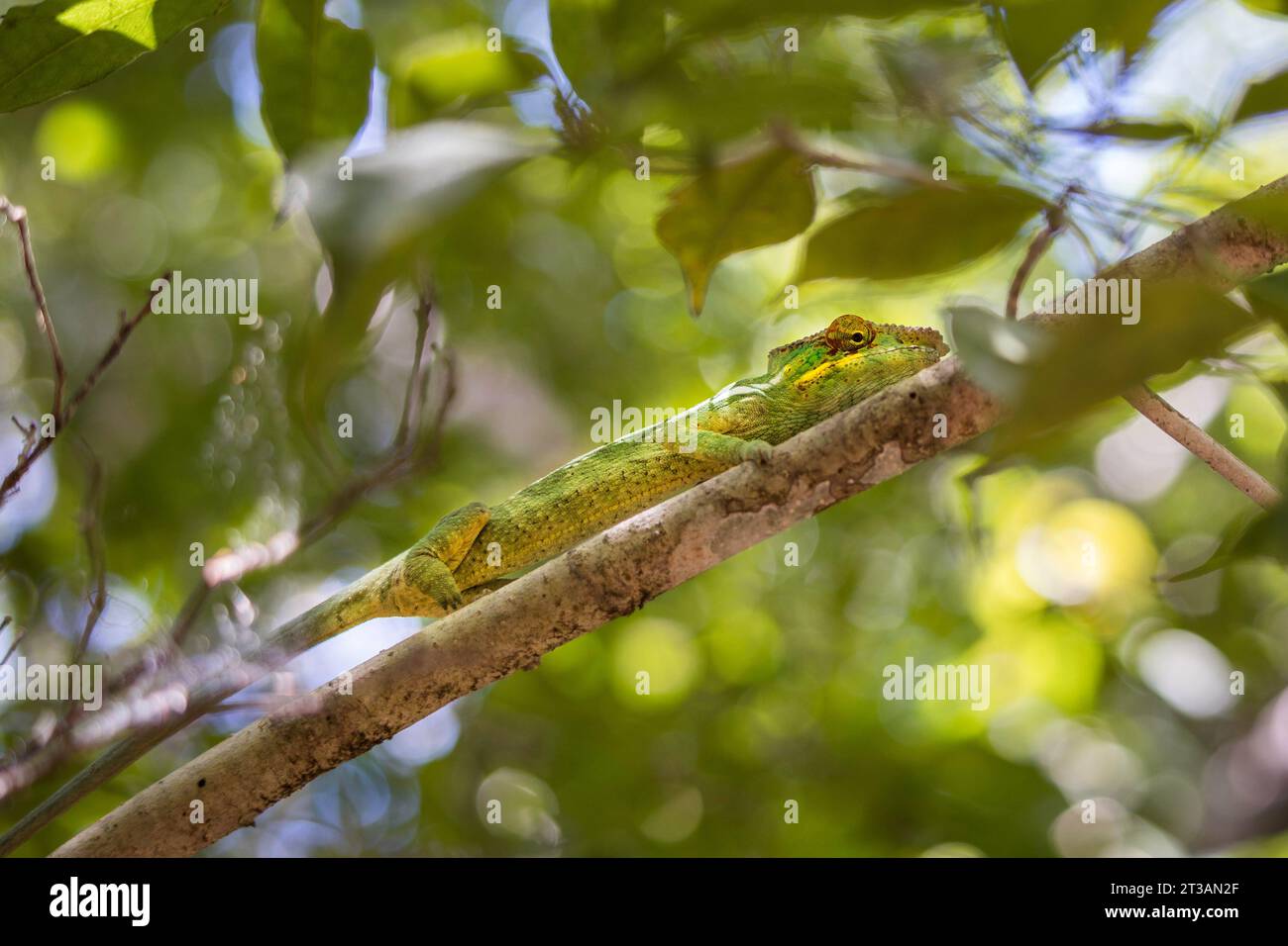 Nahaufnahme eines Panther Chamäleons (Furcifer pardalis), der in einem Baum in Madagaskar sitzt Stockfoto