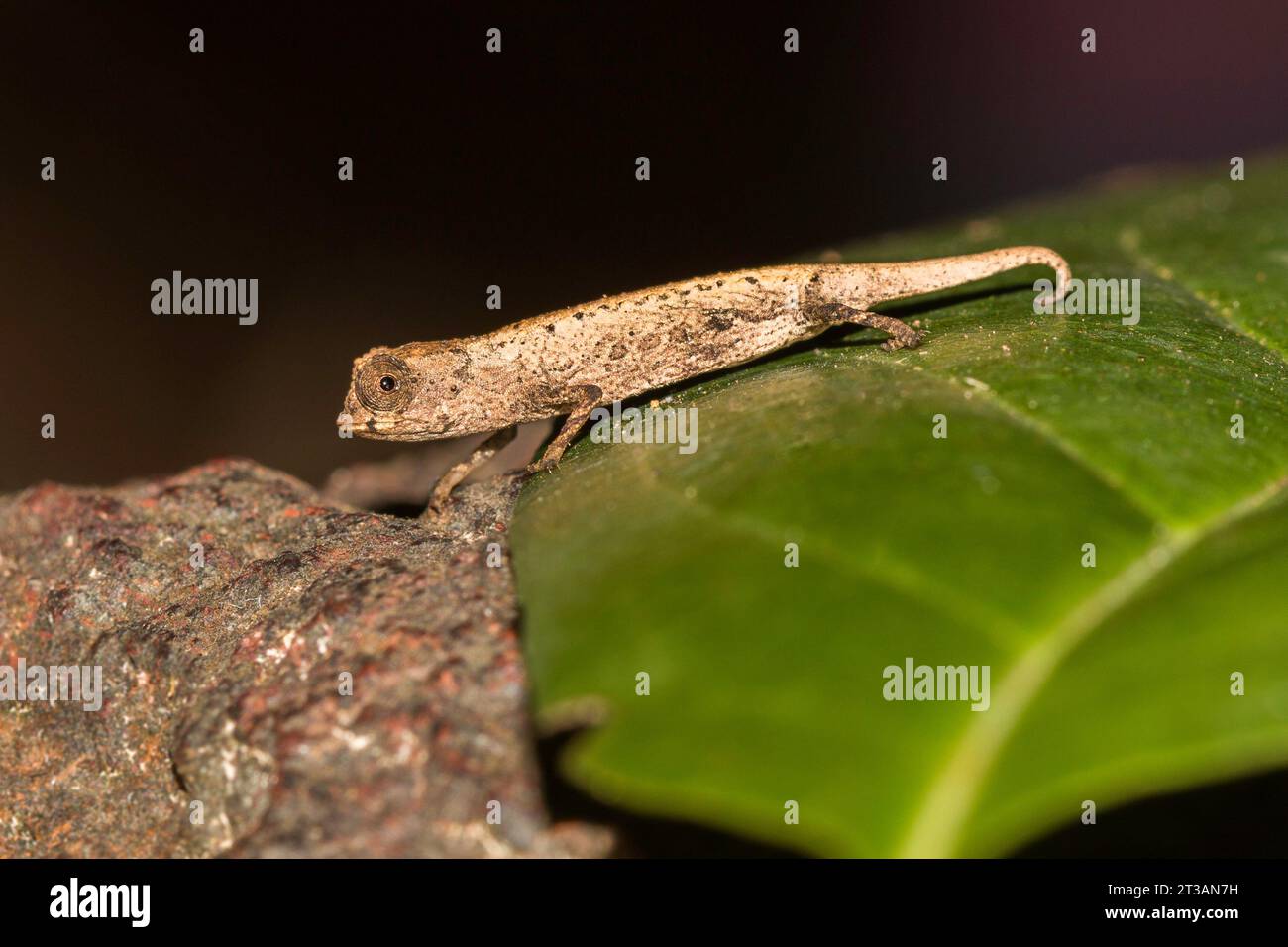Brookesia minima ist eines der kleinsten Chamäleons der Welt in Madagaskar, das auf einem Blatt sitzt Stockfoto