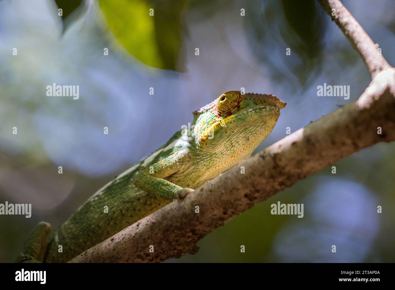 Nahaufnahme eines Panther Chamäleons (Furcifer pardalis), der in einem Baum in Madagaskar sitzt Stockfoto