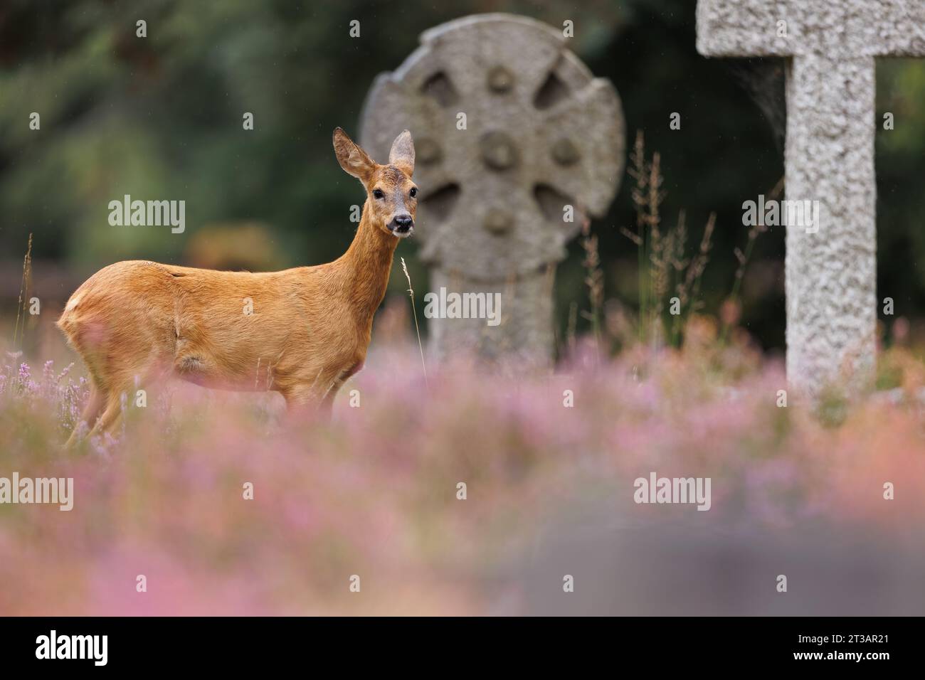 Rehe leben auf dem Friedhof Stockfoto