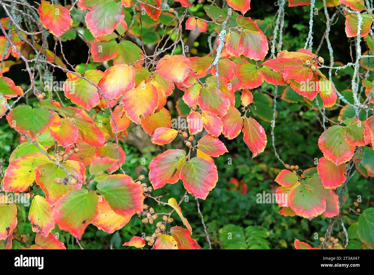 Die roten und grünen Blätter der Hamamelis Ôruby glowÕ, auch bekannt als Hamamelis, im Herbst. Stockfoto