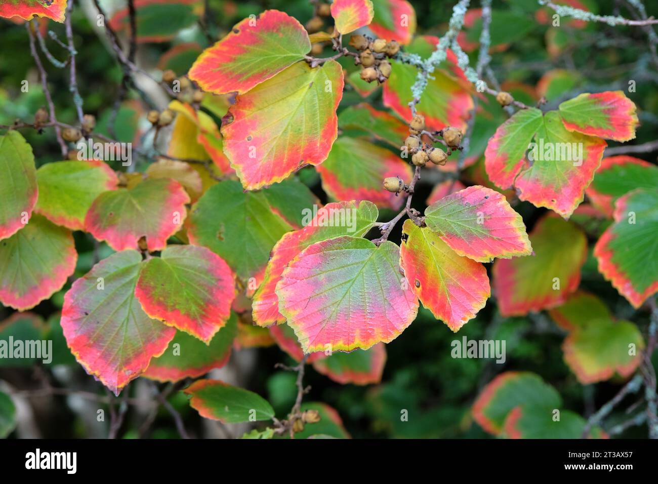 Die roten, orangefarbenen und grünen Blätter der Hamamelis Ôruby glowÕ, auch bekannt als Hexenhamelis, im Herbst. Stockfoto