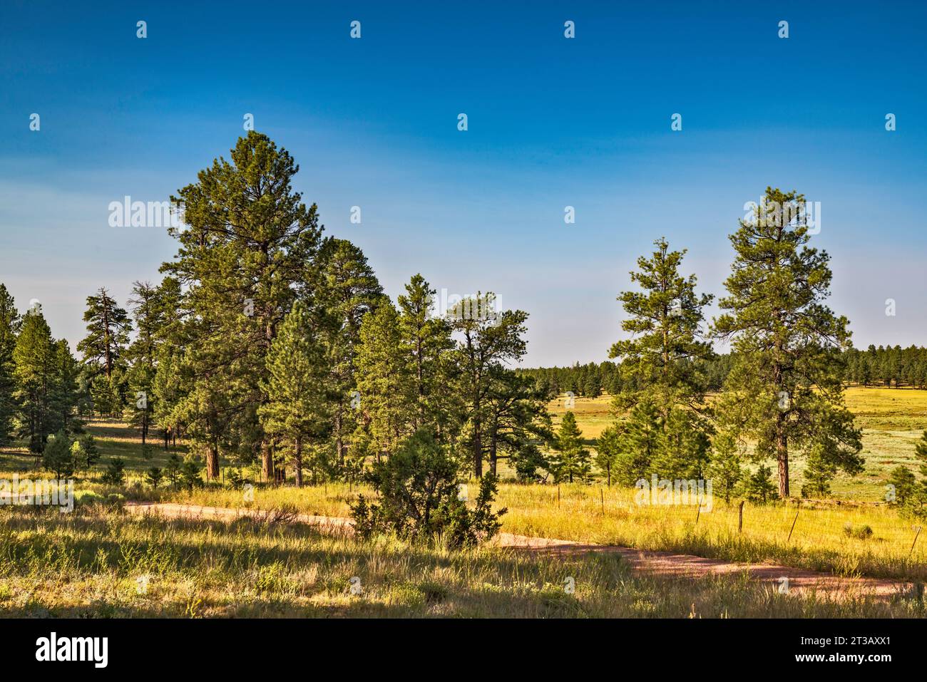Blick nach Süden vom McGaffey Campground, Zuni Mountains, Cibola National Forest, in der Nähe der Gemeinde McGaffey, New Mexico, USA Stockfoto
