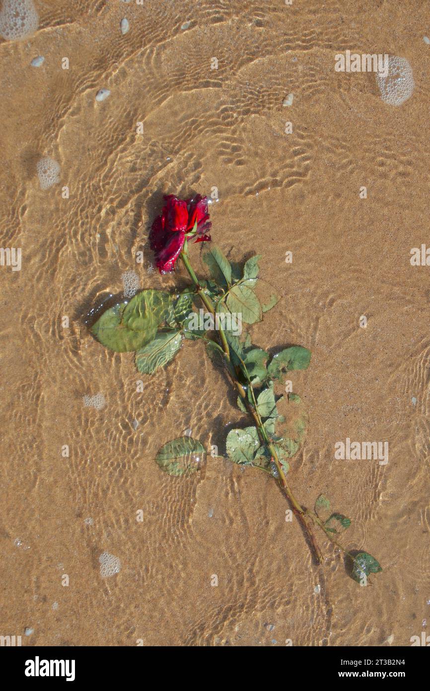 Die rote Rose wurde am Strand weggeworfen Stockfoto