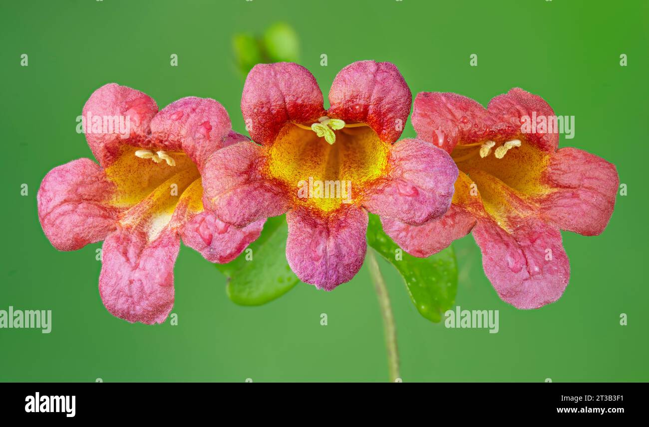 Kreuzblumen von Weinreben (Bignonia capreolata) Stockfoto