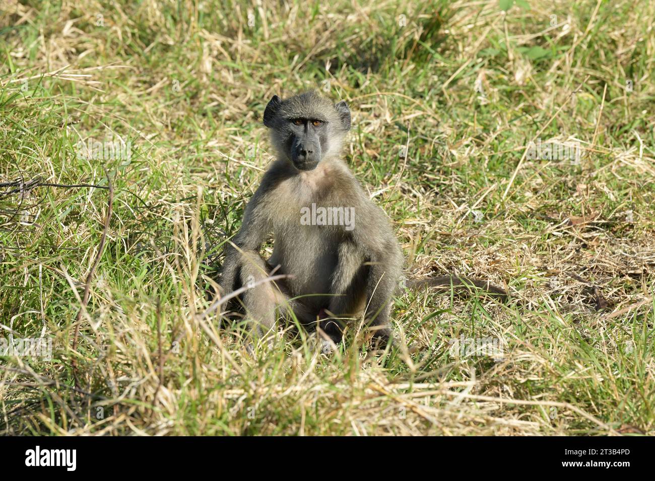 Alarmieren Sie den jungen Chacma-Pavian, der im Gras sitzt, Papio ursinus, der Naturpark Hluhluwe Umfolozi, Südafrika, afrikanische Tierwelt, Kopierraum, Primaten Stockfoto