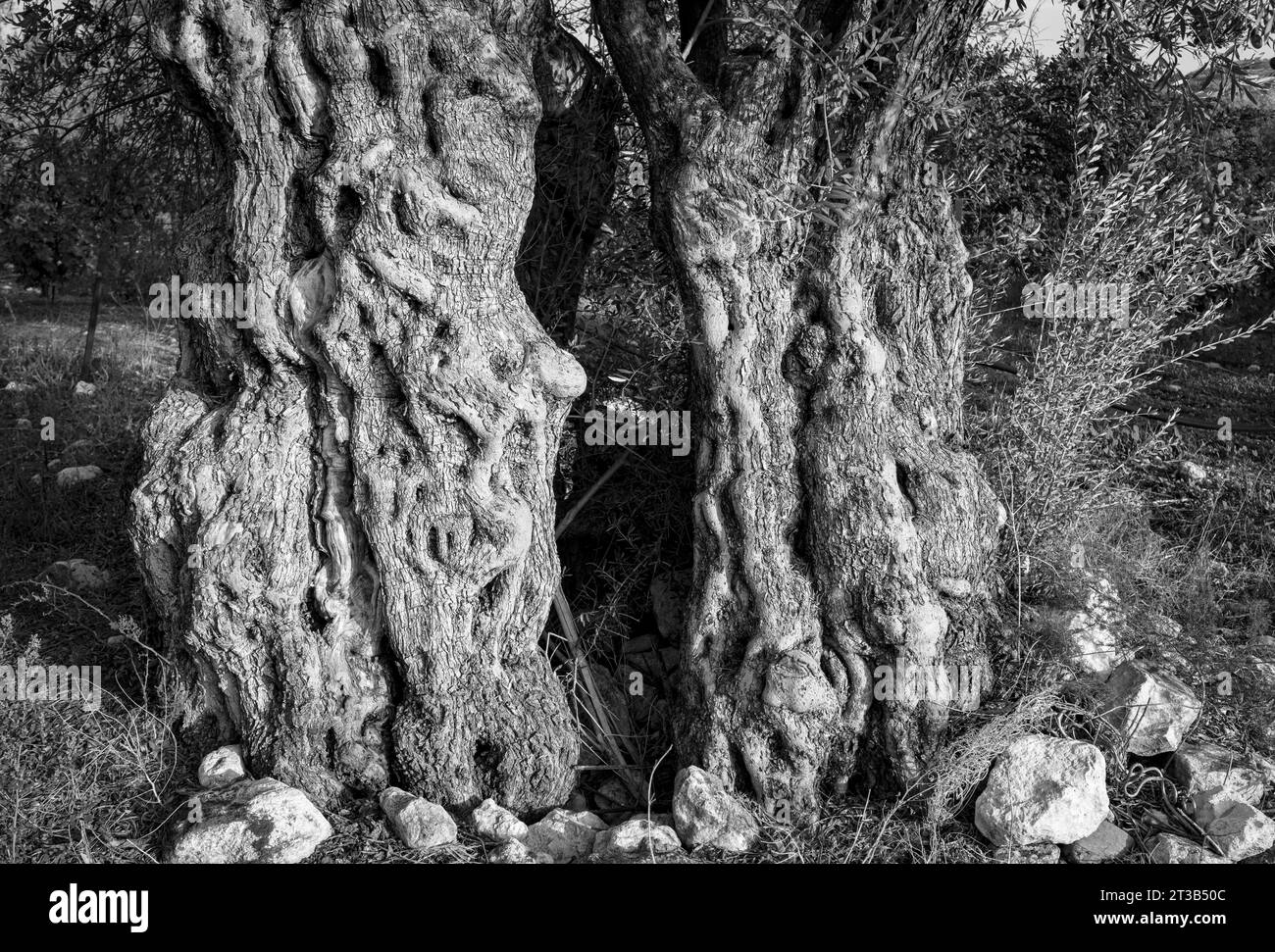 Der alte Olivenbaum (Olea Europe), der sich in zwei Teile geteilt hat, Paphos, Zypern. Stockfoto