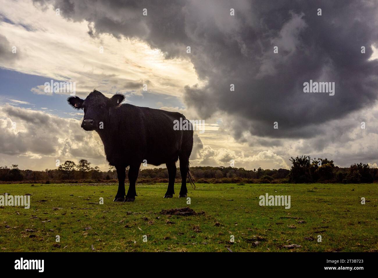Telegraph Hill, New Forest, Hampshire, England, Vereinigtes Königreich, Oktober 2023: Wetter. An einem warmen und meist sonnigen Herbsttag zieht eine schwarze Wolke über eine schwarze Kuh. Quelle: Paul Biggins/Alamy Live News Stockfoto