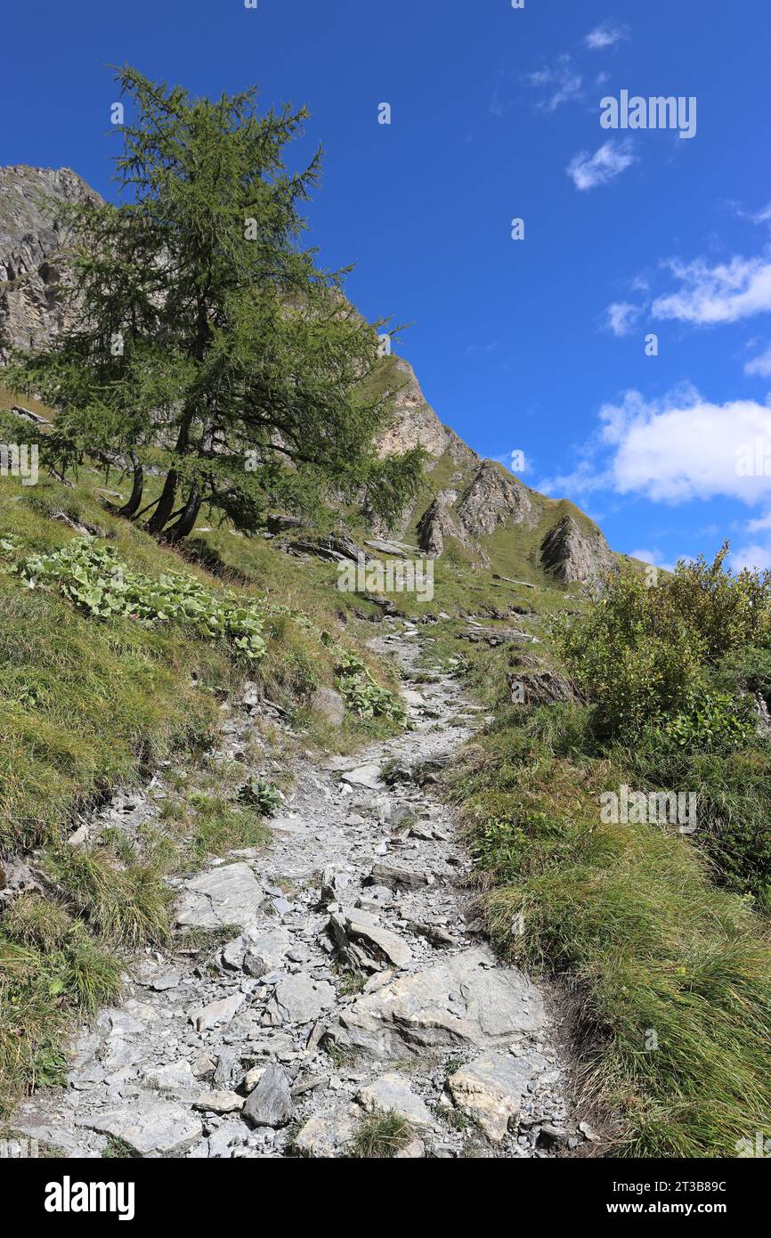 Blick auf einen felsigen Bergweg, der durch einen grünen Berghang führt Stockfoto