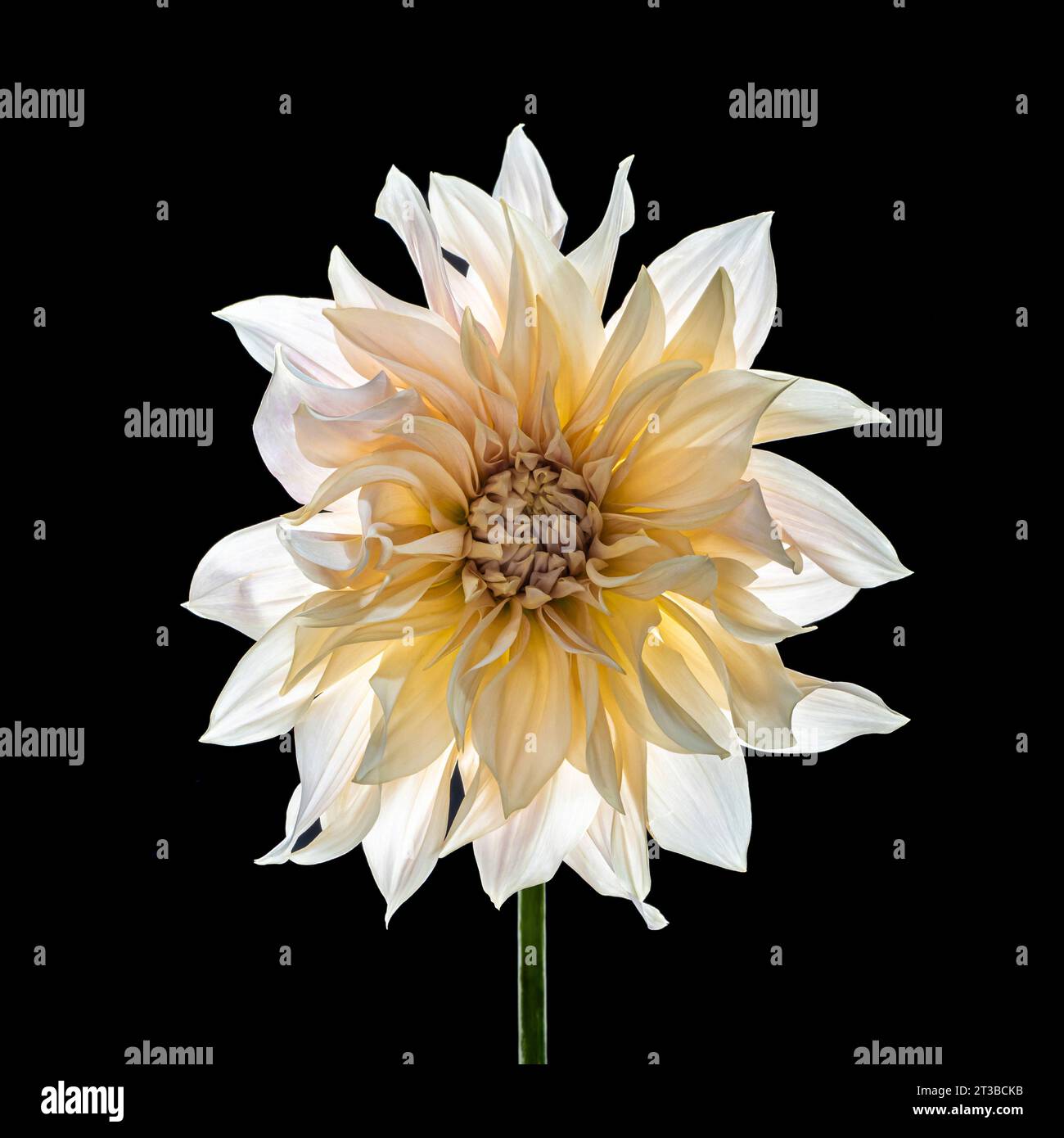 Dahlia Cafe au lait auf schwarzem Hintergrund. Stockfoto