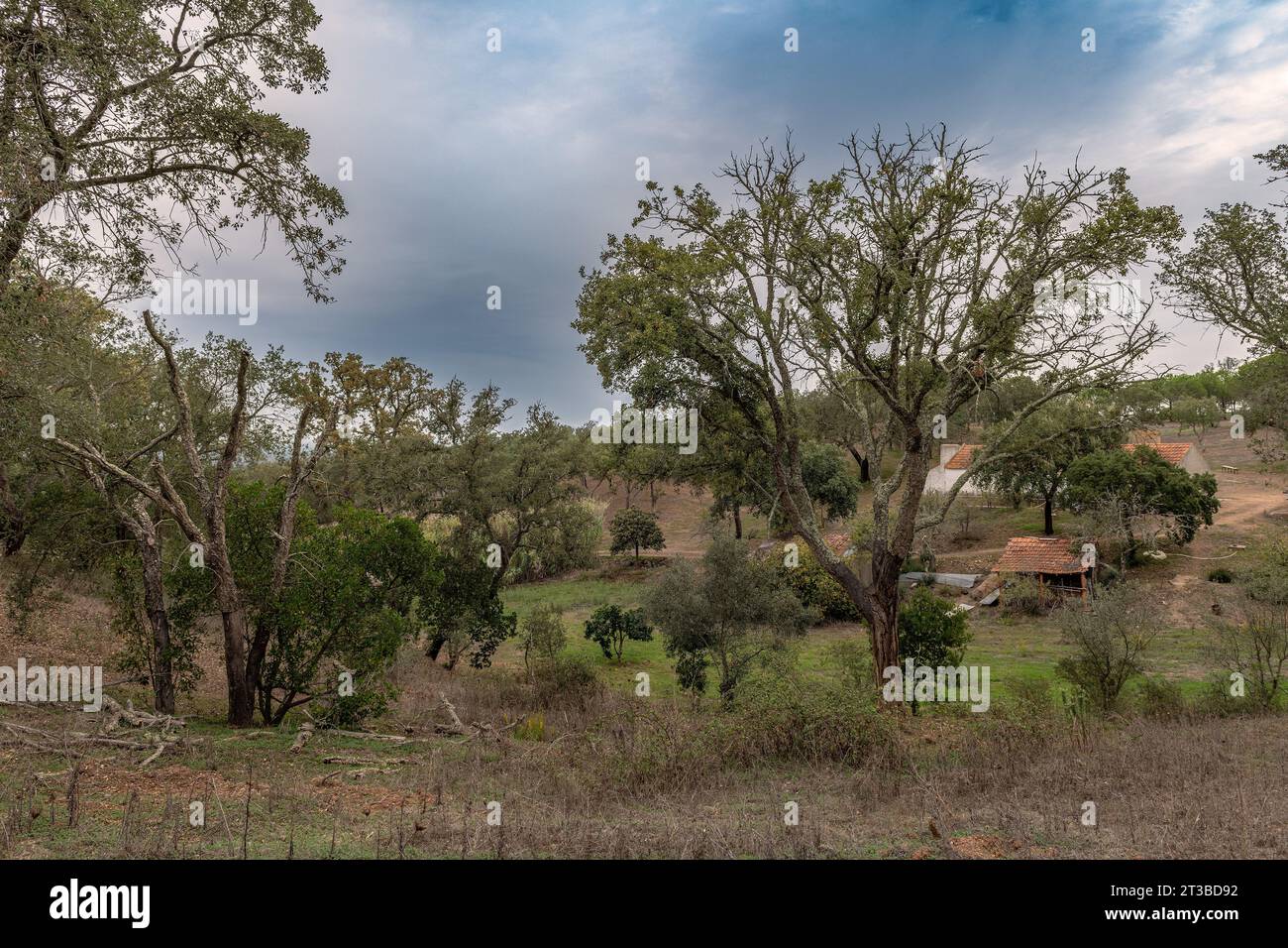 Traditionelle Landschaft des Alentejo mit Korkbäumen, Portugal Stockfoto