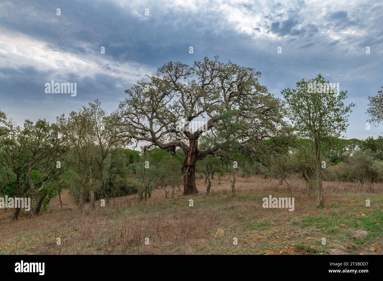 Traditionelle Landschaft des Alentejo mit Korkbäumen, Portugal Stockfoto