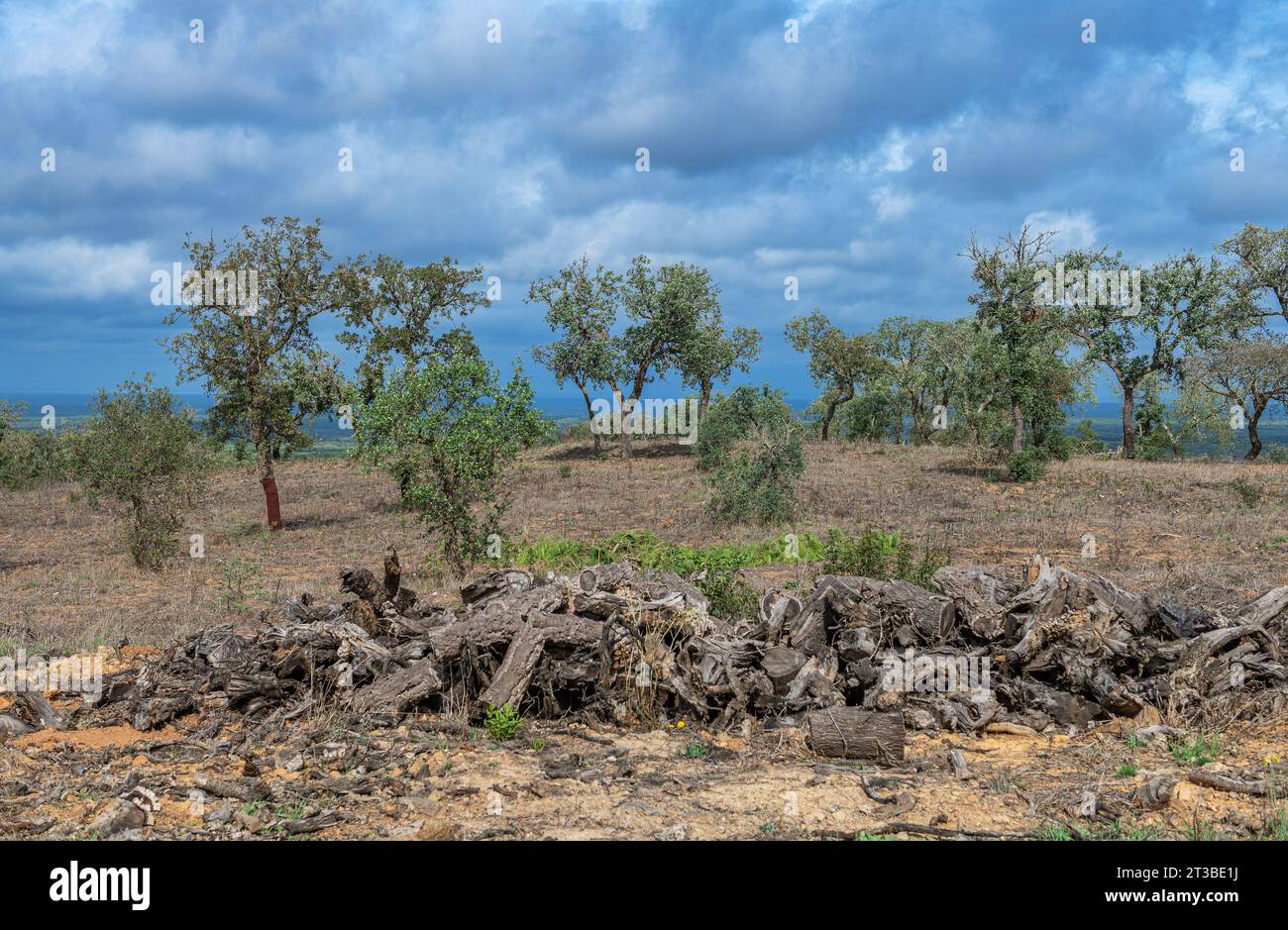 Traditionelle Landschaft des Alentejo mit Korkbäumen, Portugal Stockfoto