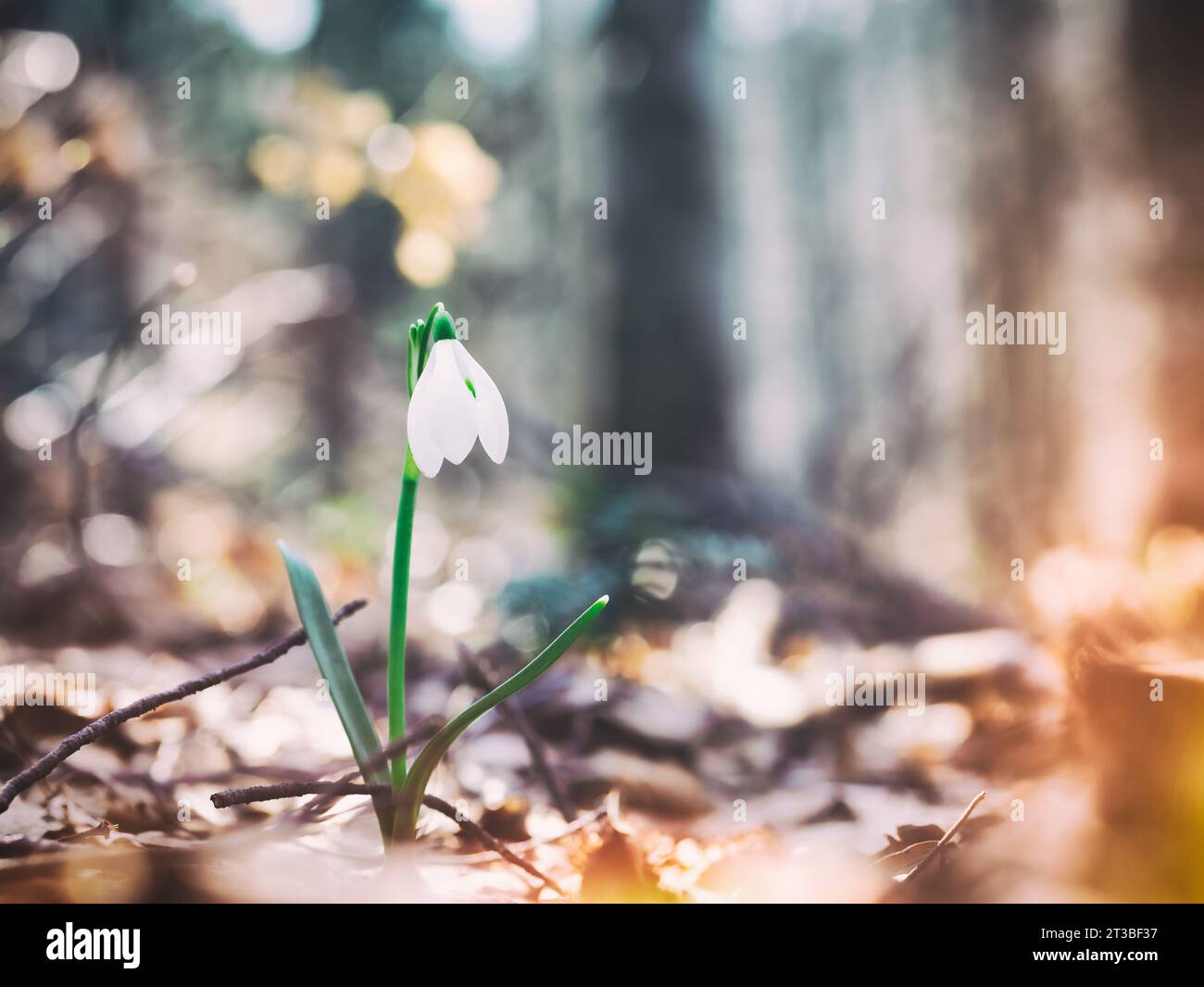 Ein einzelner isolierter Galanthus nivalis, der Schneeglöckchen oder gewöhnliche Schneeglöckchen im Wald Stockfoto