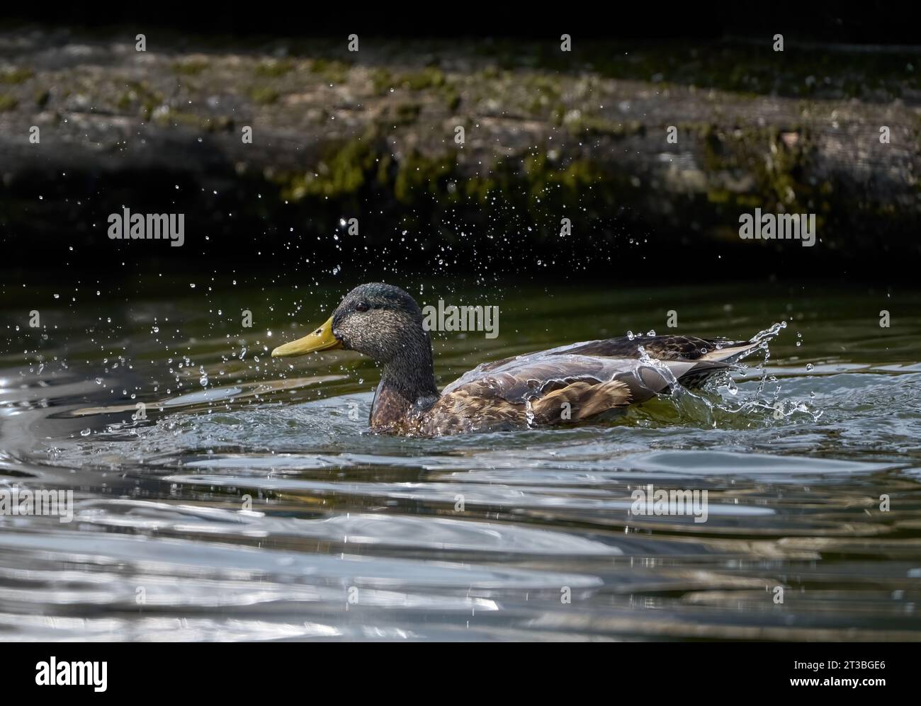 Stockenten (Anas platyrhynchos) während des Badens, schwimmende männliche im Sommergefieder spritzt schwer Stockfoto