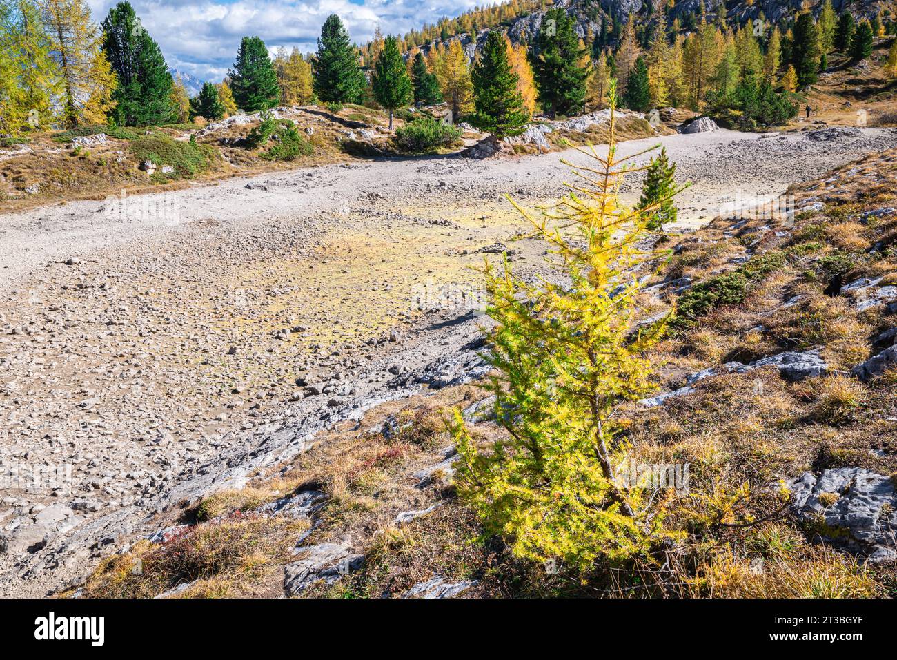 Lärche in Herbstfarben entlang des ausgetrockneten Limidensees in den Ampezzo Dolomiten, Italien. Stockfoto