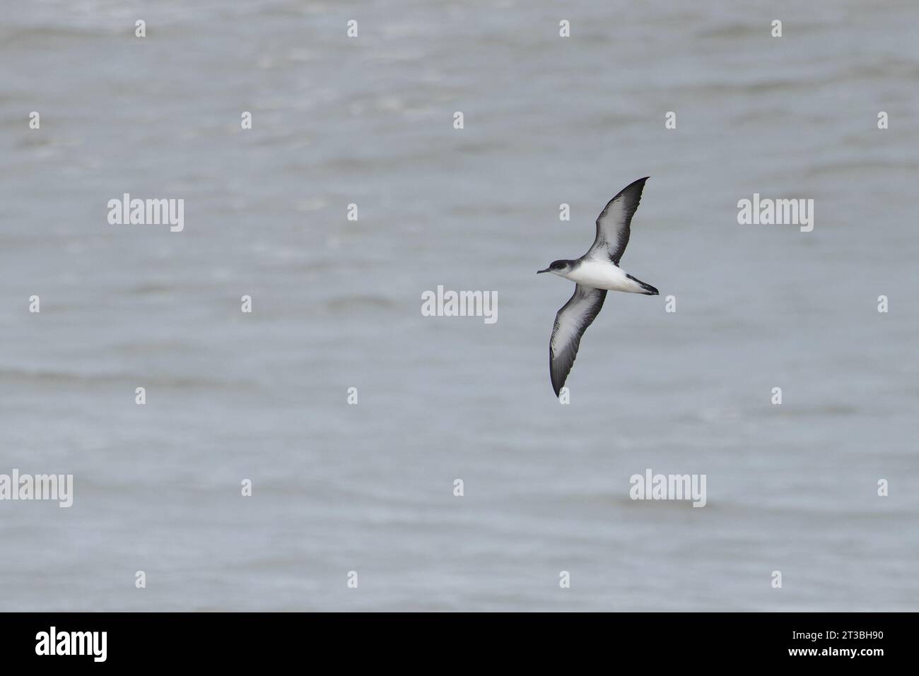 Manx Shearwater (Puffinus puffinus) Norfolk Oktober 2023 Stockfoto