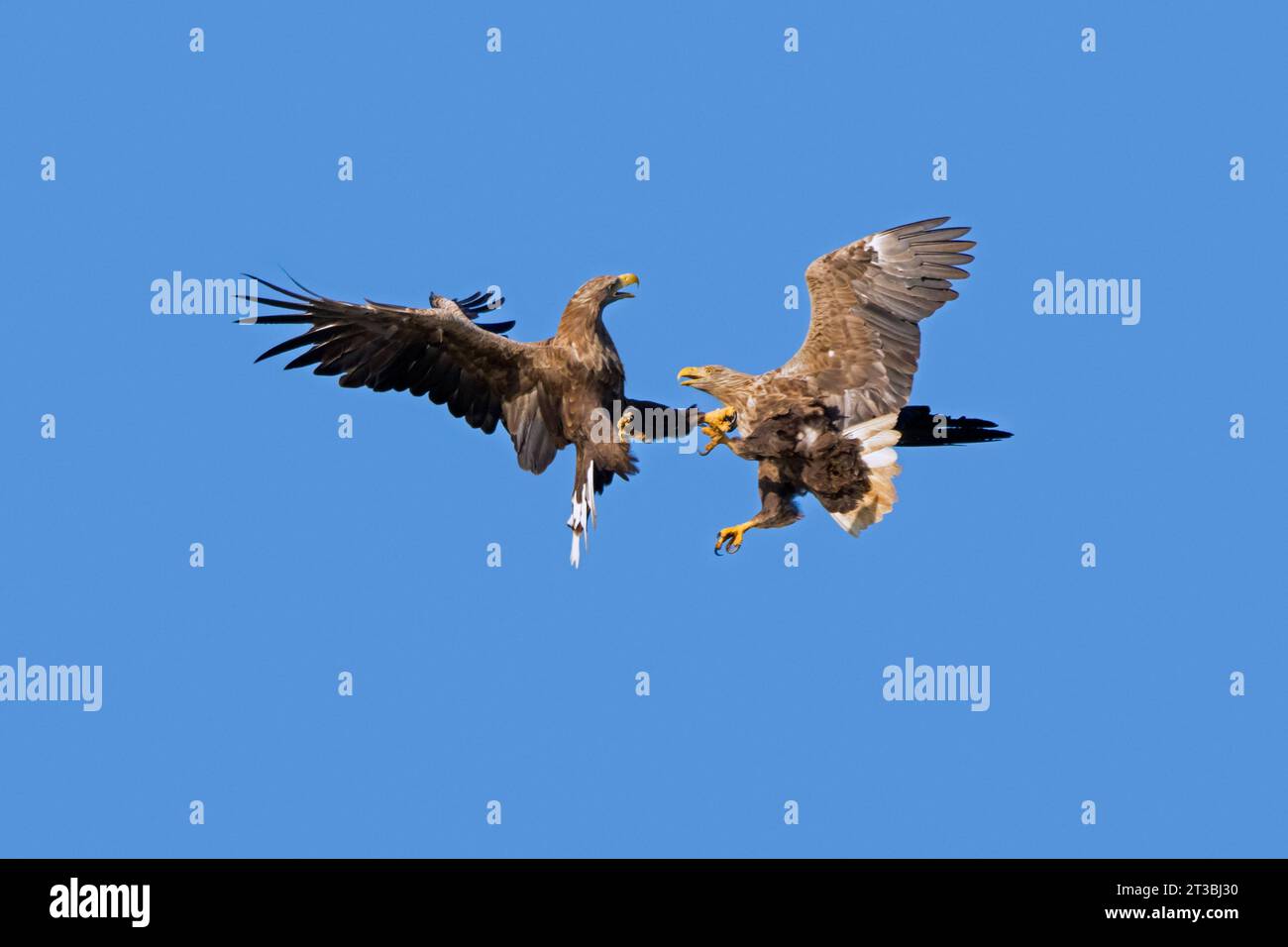Zwei Erwachsene Seeadler / eurasische Seeadler / ernes (Haliaeetus albicilla) kämpfen im Flug in der Luft gegen den blauen Himmel im Sommer Stockfoto