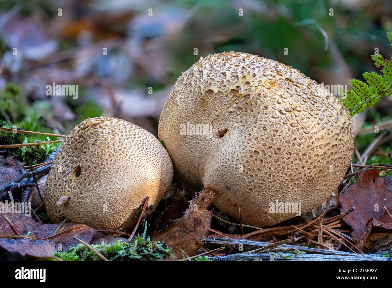 Alte Erwachsene Erdballpilze auf dem Waldboden mit Sporen Stockfoto