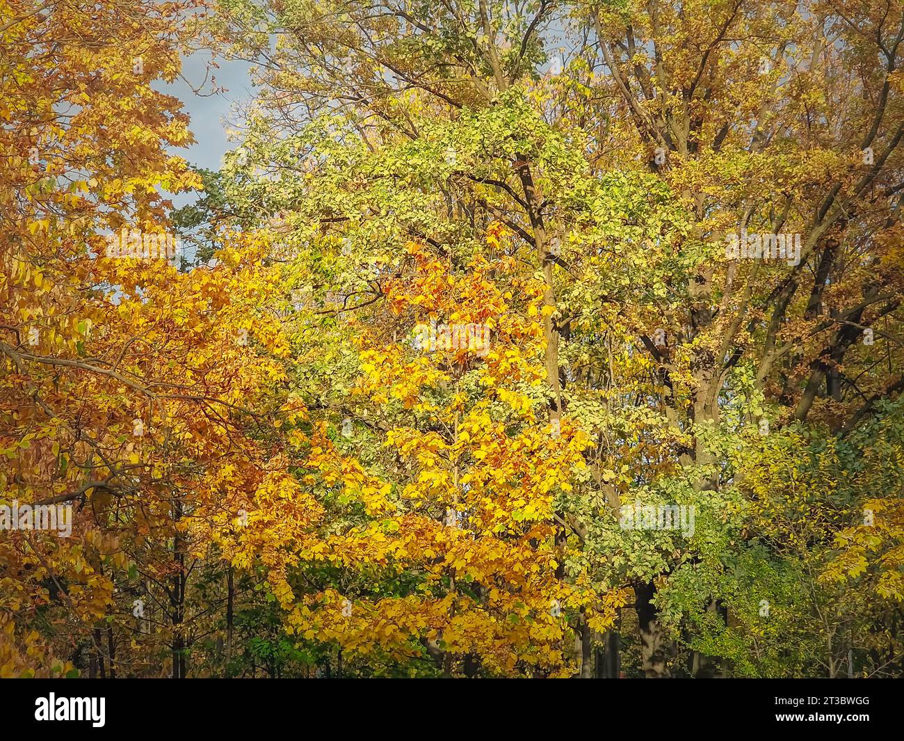 Farbenfrohe Herbstbäume. Naturdetails in der Herbstsaison, buntes Laub Stockfoto