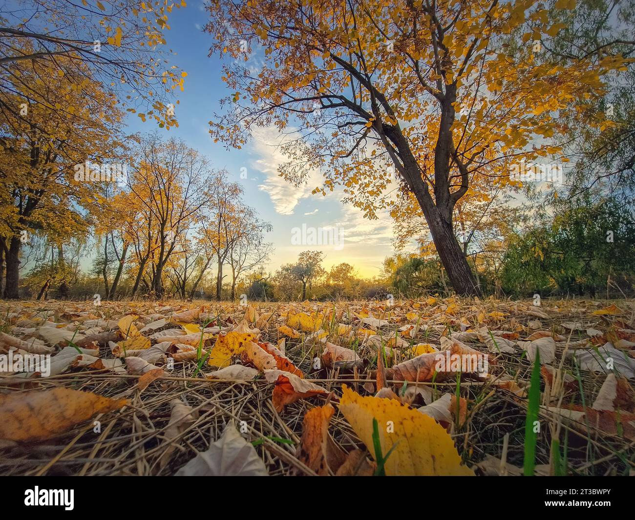 Landschaft der Herbstsaison mit bunten Bäumen und gelbem Laub auf dem Boden. Ruhiger Blick auf den Sonnenuntergang, oktoberlandschaft in der Nähe des Waldes Stockfoto