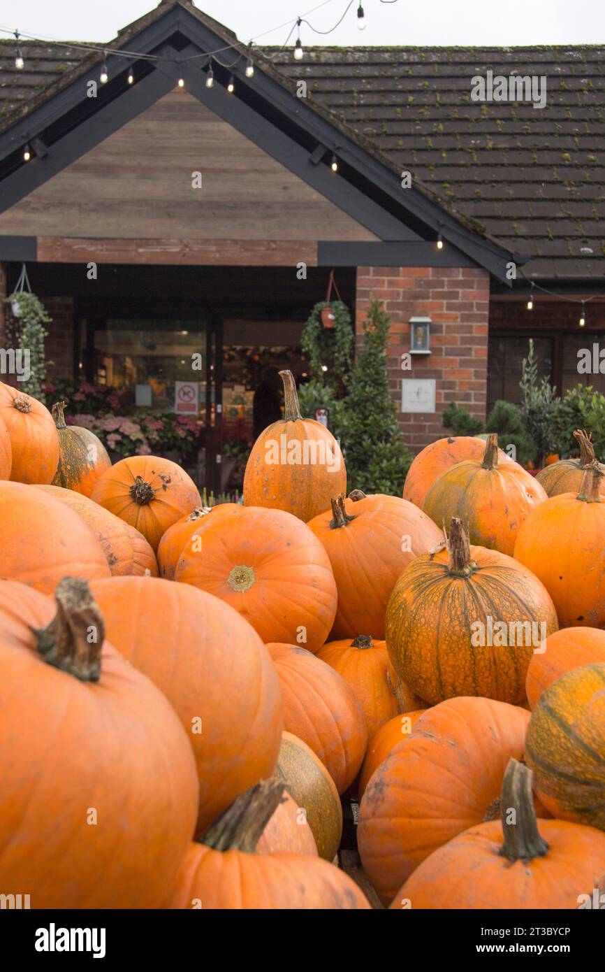 Große Kürbisse stapelten sich hoch vor dem Hollies Farmgeschäft in Cheshire Stockfoto