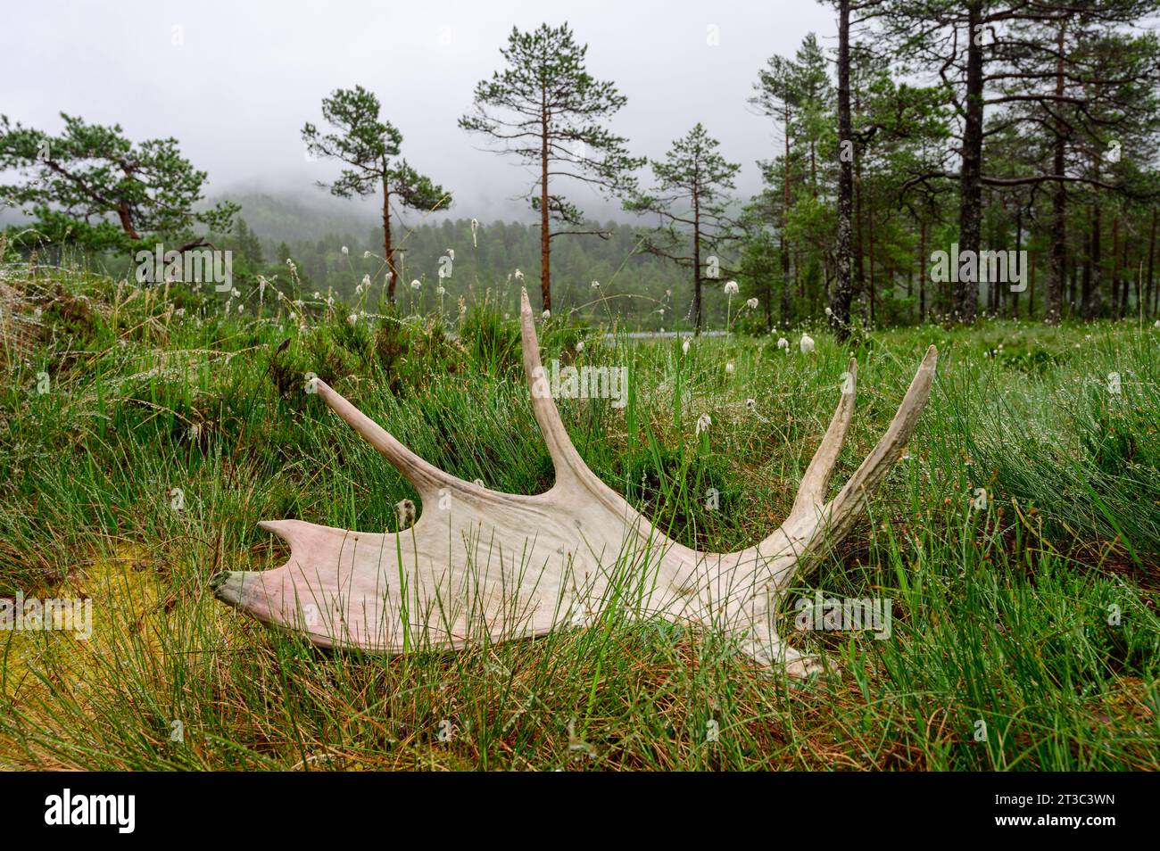 Gefallenes Geweih eines Elchs in Skandinavien Stockfoto