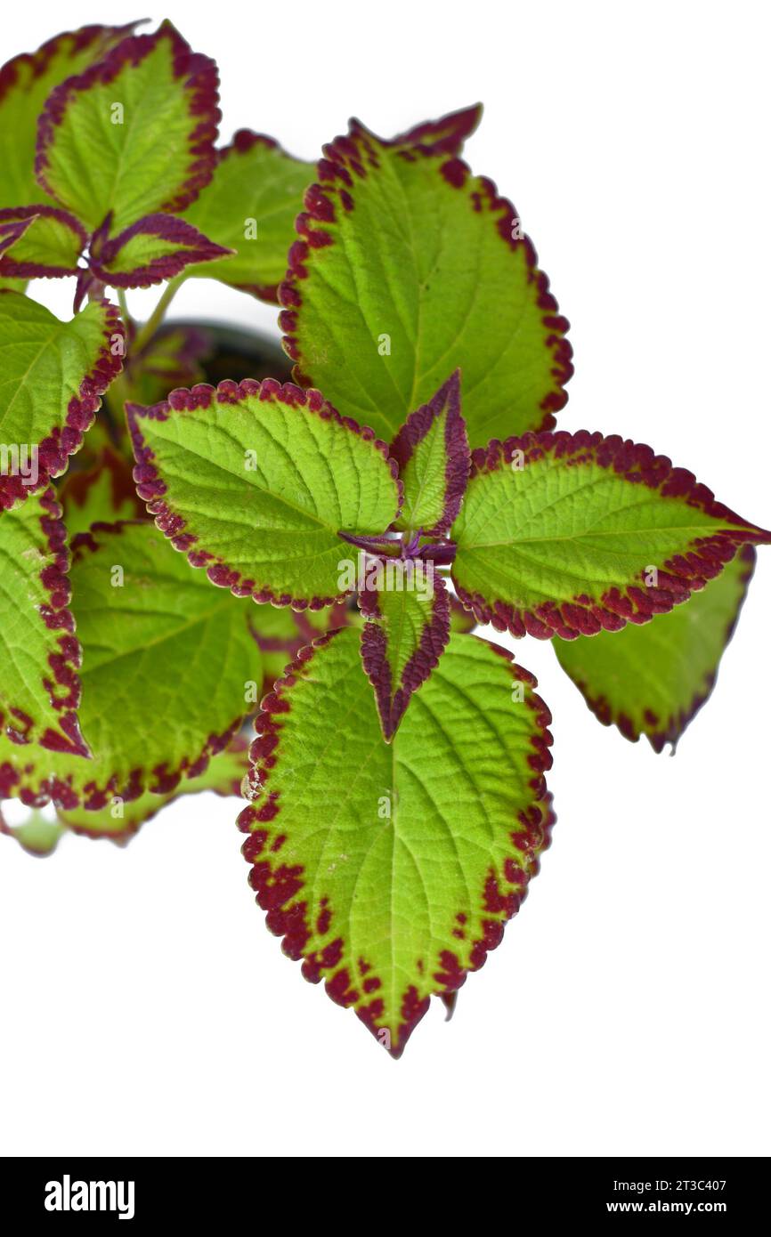 Ansicht von oben auf Blätter der bemalten Brennnessel 'Coleus Blumei Samt' Pflanze auf weißem Hintergrund Stockfoto