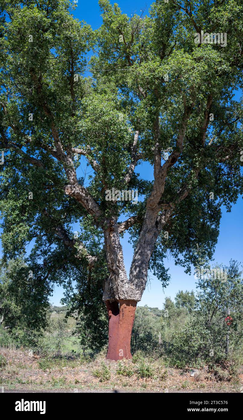 Quercus suber, auch Korkeiche genannt, ist eine mittelgroße, immergrüne Eiche im Abschnitt Quercus Sekt. Cerris. Es ist die primäre Quelle von Co Stockfoto