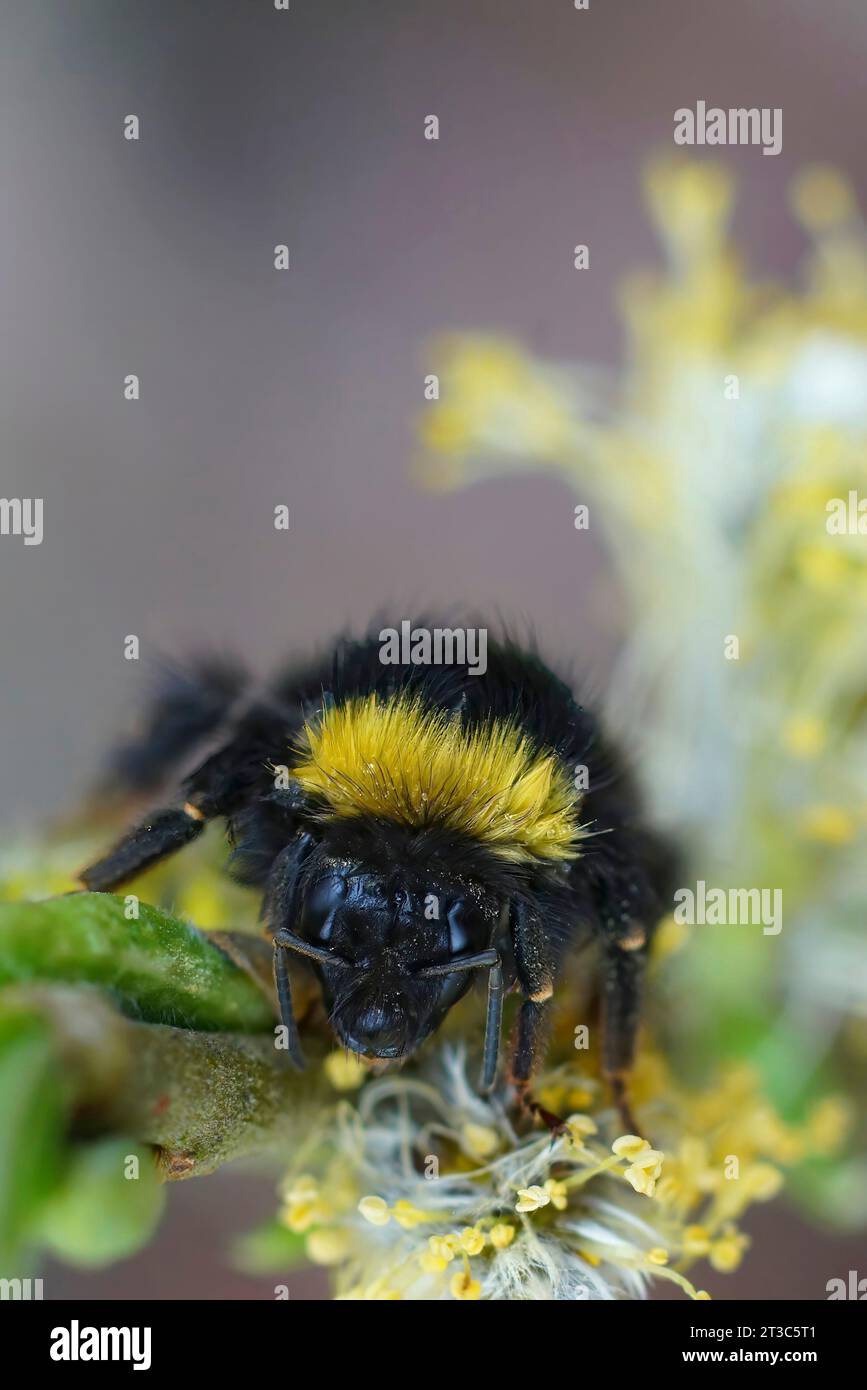 Natürliche Nahaufnahme auf einem farbenfrohen, aber verheirateten Queen Early Nesting Bumble-Bee, Bombus pratorum, das an einem Salix-Zweig hängt Stockfoto