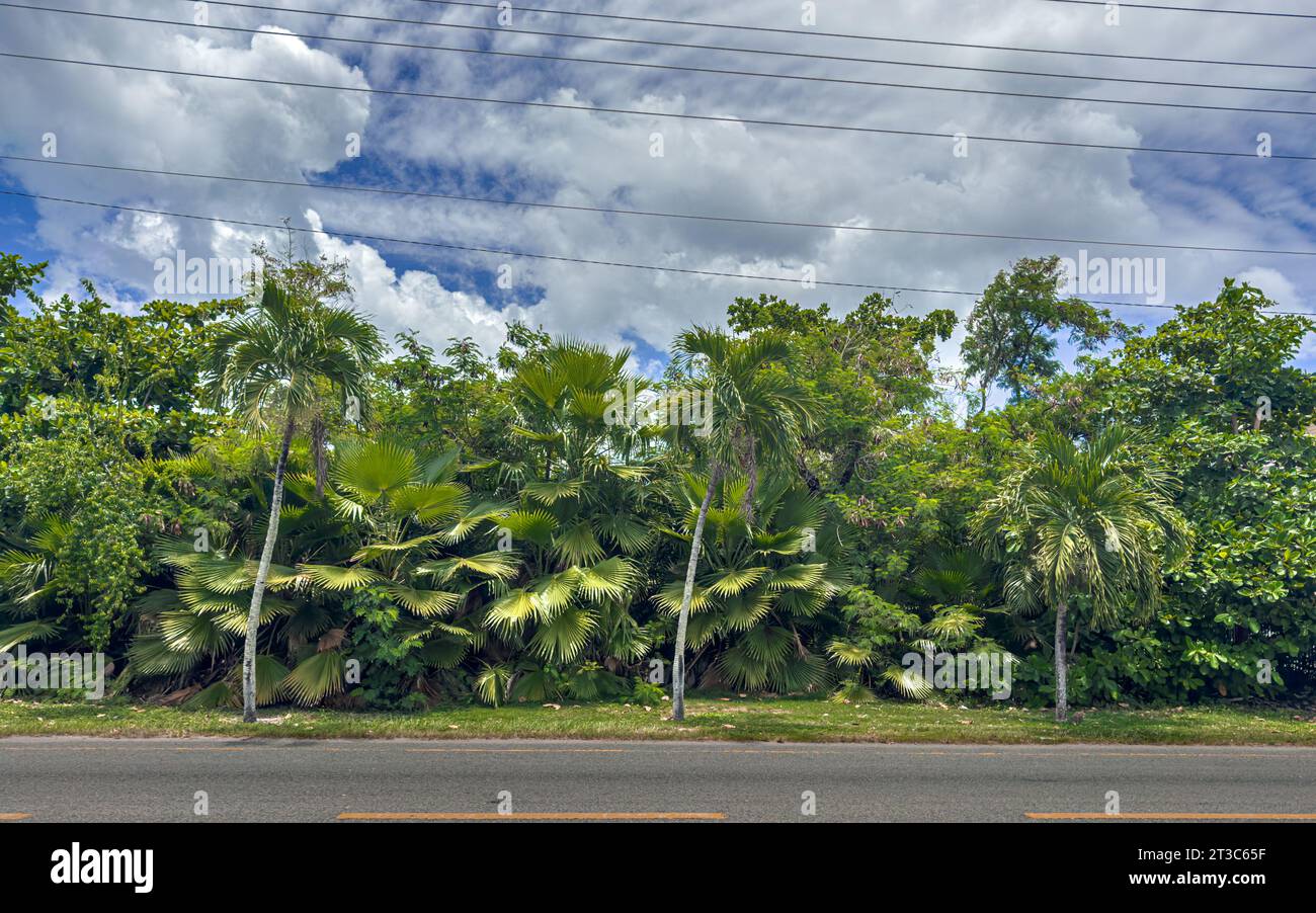 Blick auf eine üppige tropische Vegetation an der West Bay Road, Grand Cayman, Cayman Islands Stockfoto