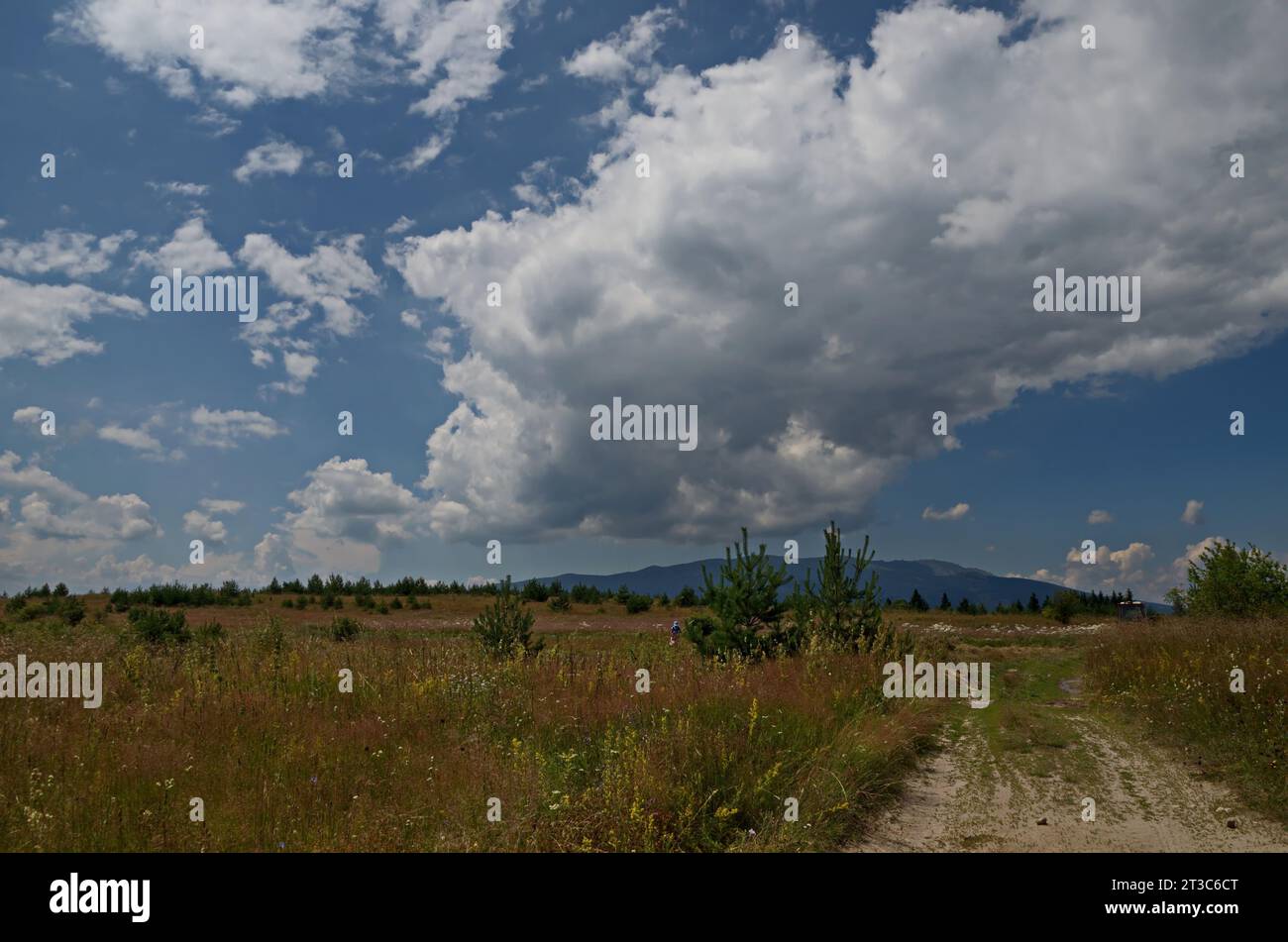 Frische Waldwiese mit jungen Bäumen, wildem Gras, blühenden verschiedenen Blumen und Straße im Berg Plana vor dem Hintergrund von Vitosha, Bulgarien Stockfoto