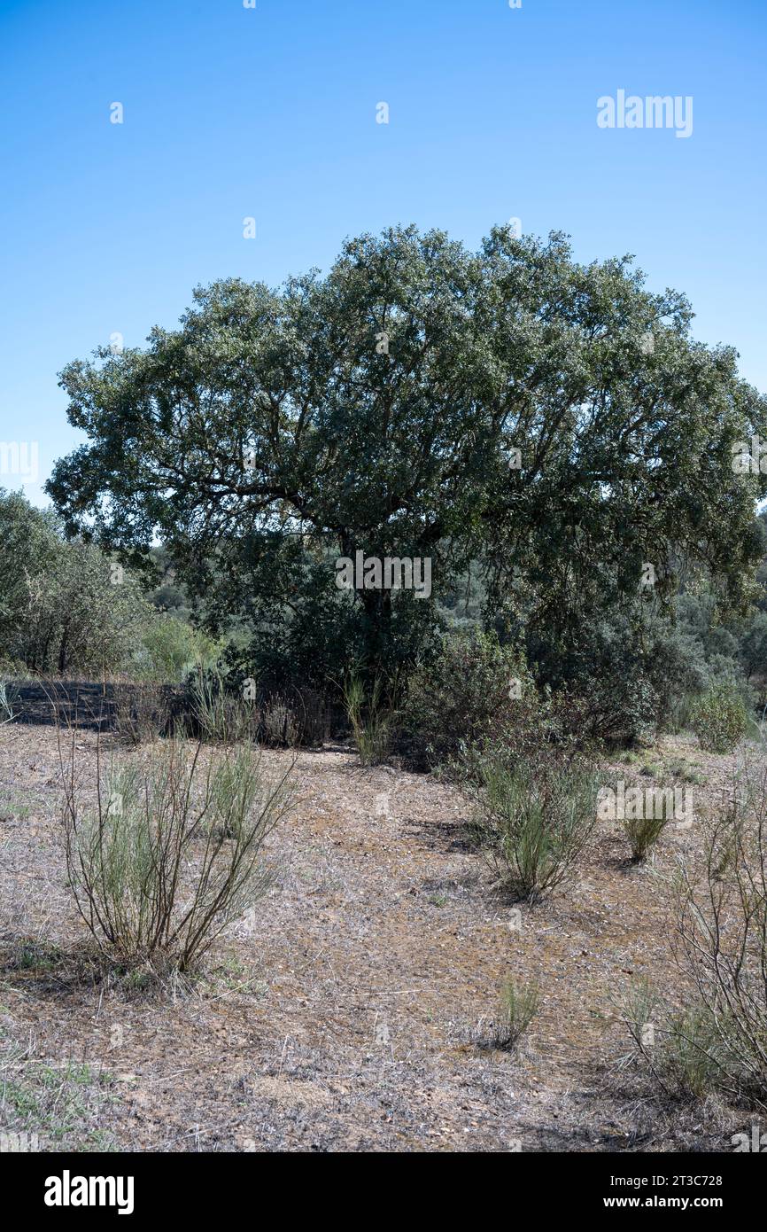 Quercus suber, auch Korkeiche genannt, ist eine mittelgroße, immergrüne Eiche im Abschnitt Quercus Sekt. Cerris. Es ist die primäre Quelle von Co Stockfoto