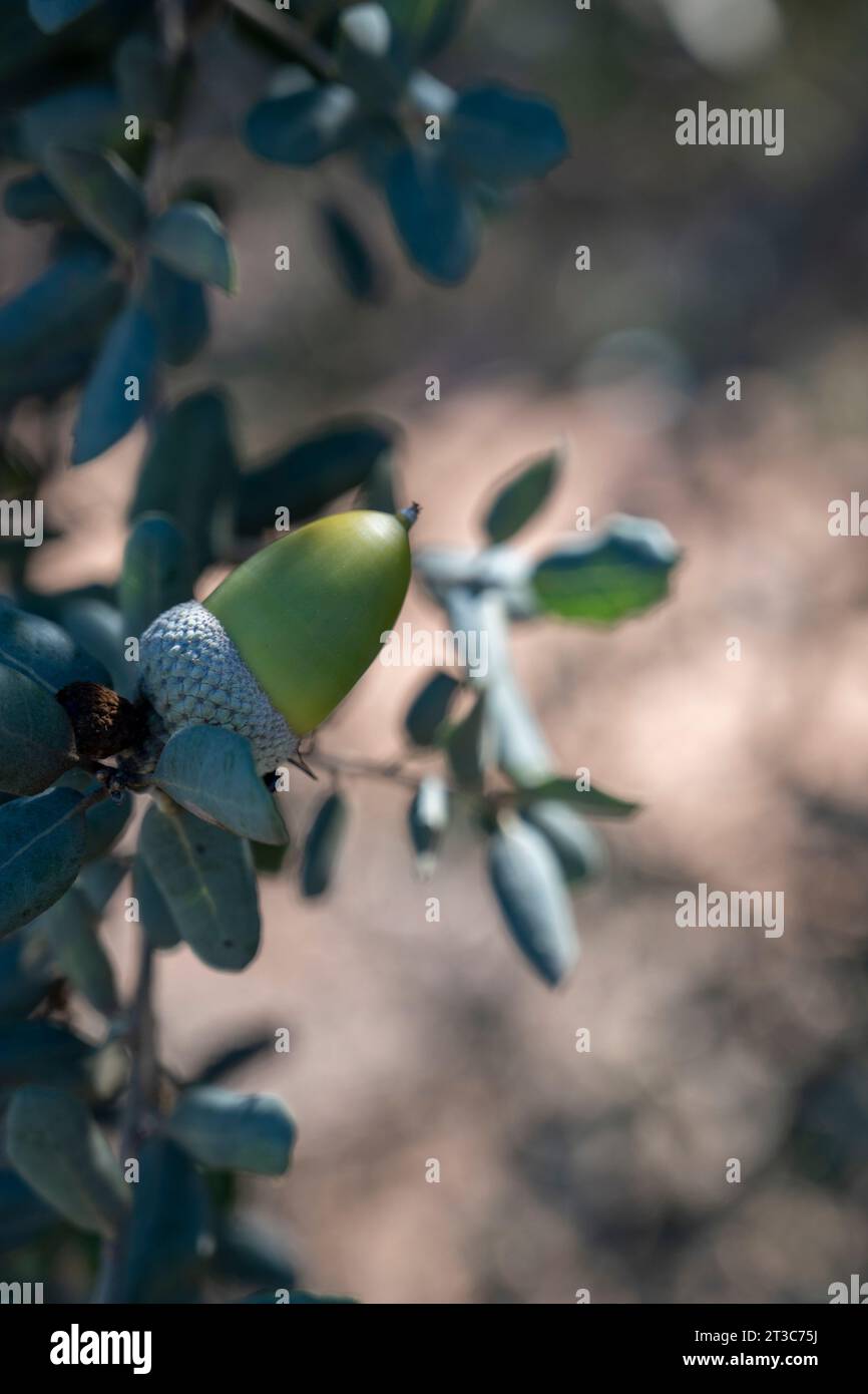 Quercus suber, auch Korkeiche genannt, ist eine mittelgroße, immergrüne Eiche im Abschnitt Quercus Sekt. Cerris. Es ist die primäre Quelle von Co Stockfoto