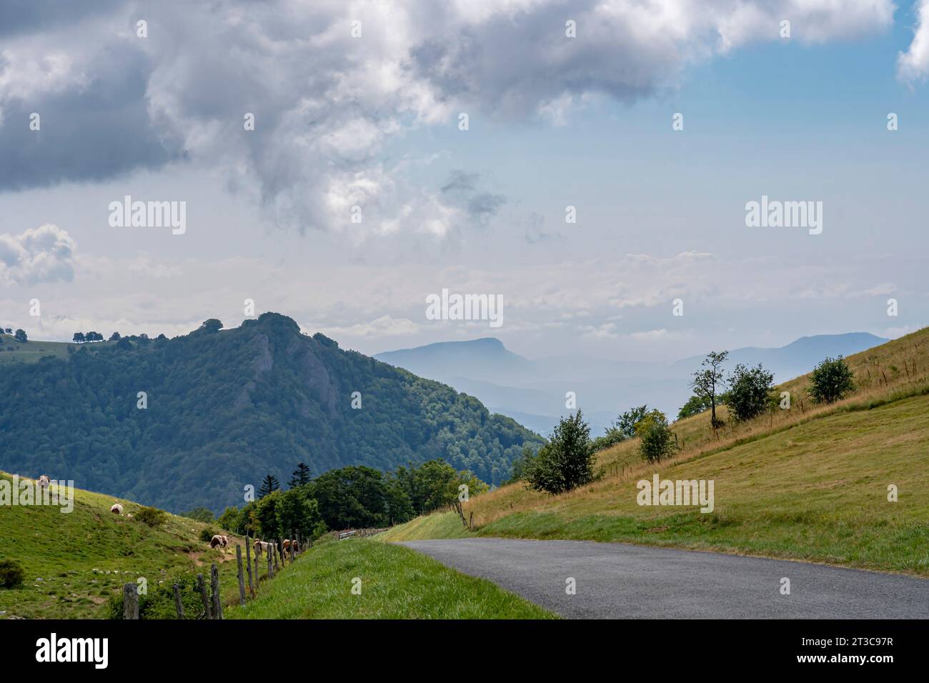 Grand Colombier Pass. Blick auf den Wald, die Straße, Kühe und die Berge dahinter Stockfoto