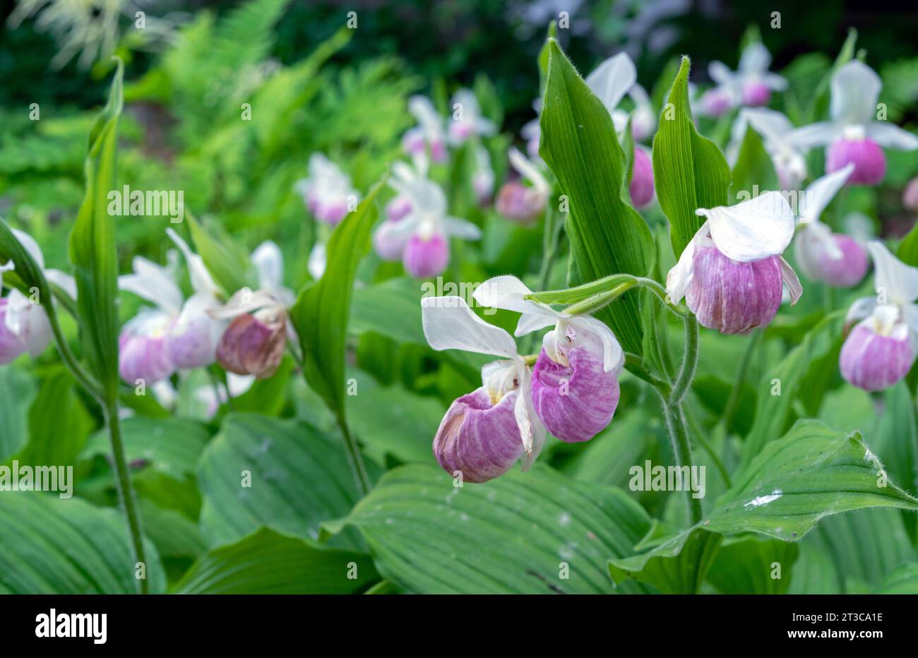 Damenschuh Orchidee, auch bekannt als Damenschuh Orchidee oder Slipper Orchideenblüten im Sommergarten. Stockfoto