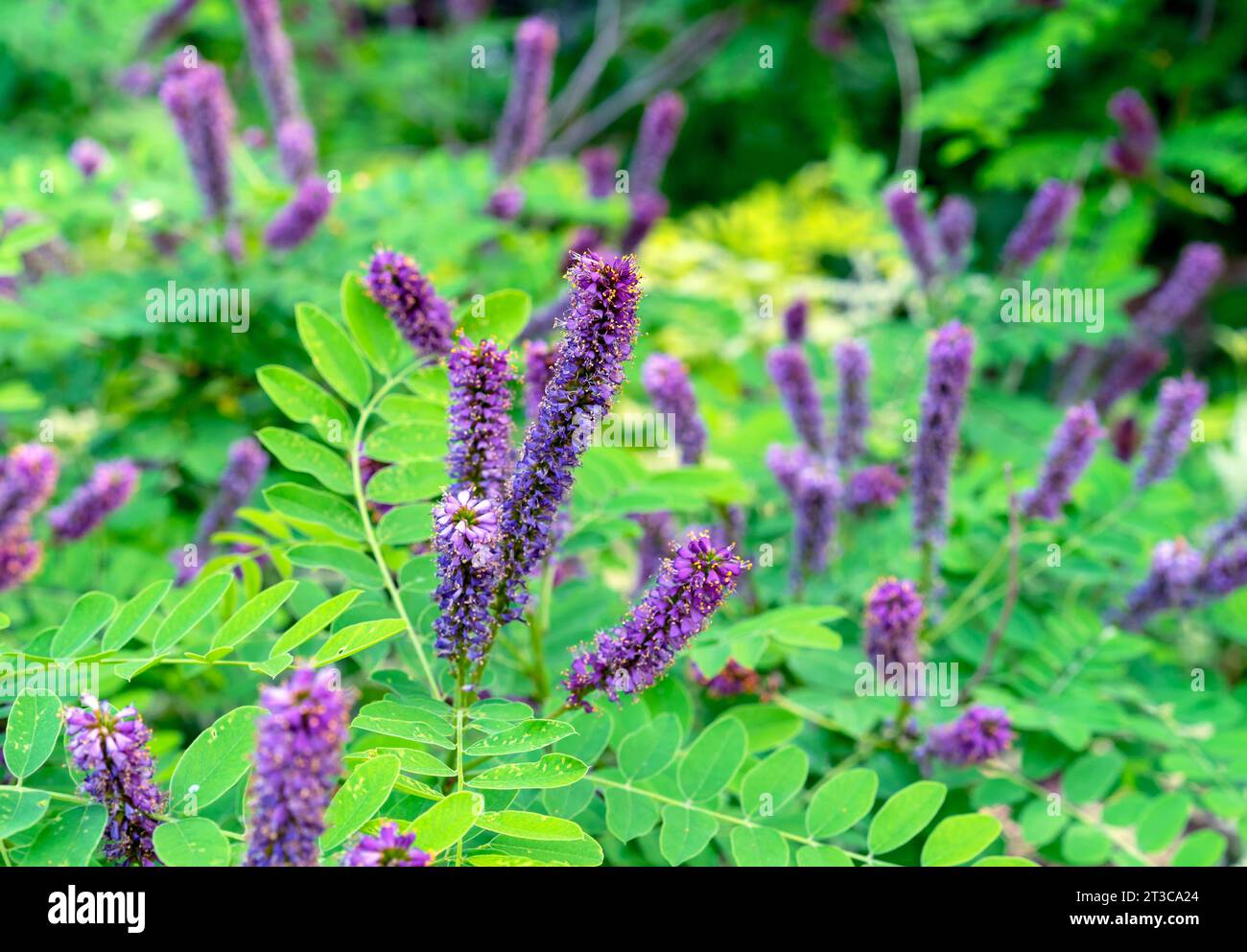 Purpurne Blüten des Amorpha fruticosa-Falschindigobausches. Stockfoto