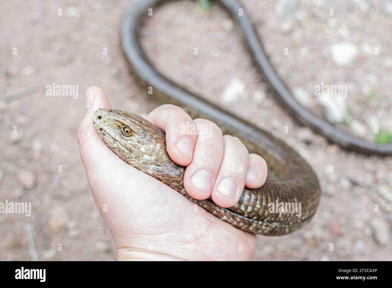 Europäische Legless-Eidechse, Pseudoopus apodus apodus, Sheltopusik. Es ist ein nicht giftiges Reptil sieht aus wie eine Schlange. Gefangen in Armenien Stockfoto