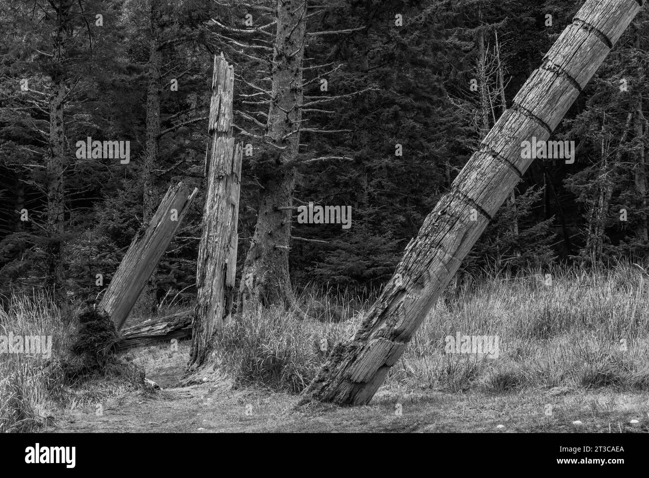 Totempfähle schmücken den alten Ort von K'uuna Linagaay, alias Skedans, auf Louise Island, alias K'uuna Gwaay Yaay, Haida Gwaii, British Columbia, CA Stockfoto