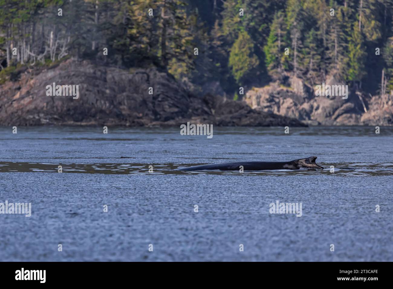 Buckelwal, Megaptera novaeangliae, taucht in Gewässern vor Haida Gwaii, British Columbia, Kanada auf Stockfoto