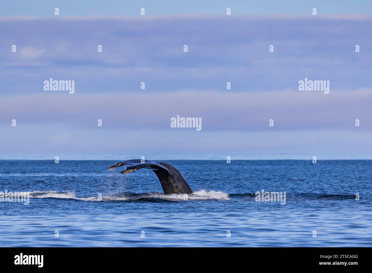 Buckelwal, Megaptera novaeangliae, Beginn eines Tauchgangs in den Gewässern vor Haida Gwaii, British Columbia, Kanada in den Gewässern vor Haida Gwaii, British Columb Stockfoto