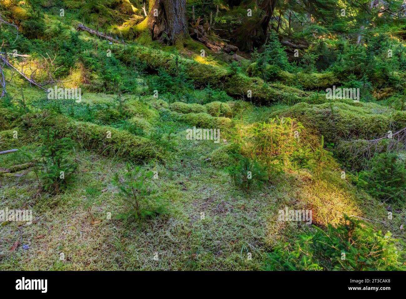 Sitka-Fichte, Picea stichensis, stark von eingeführten Hirschen im Regenwald von Haida Gwaii, British Columbia, Kanada, befallen Stockfoto
